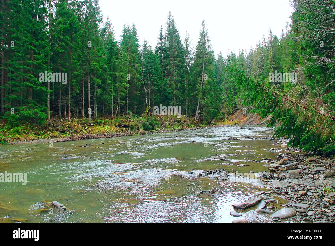 Fast mountain river flowing through forest. Narrow mountain river flowing in mountainous area in forest. Beautiful scenery with stream of fast water. Stock Photo
