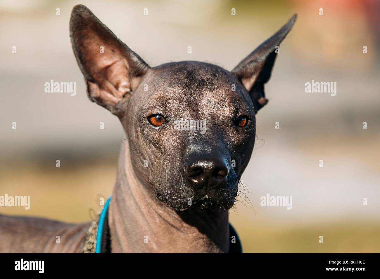 Mexican Hairless Dog. The Xoloitzcuintli or Xolo for short, is a hairless breed of dog Stock