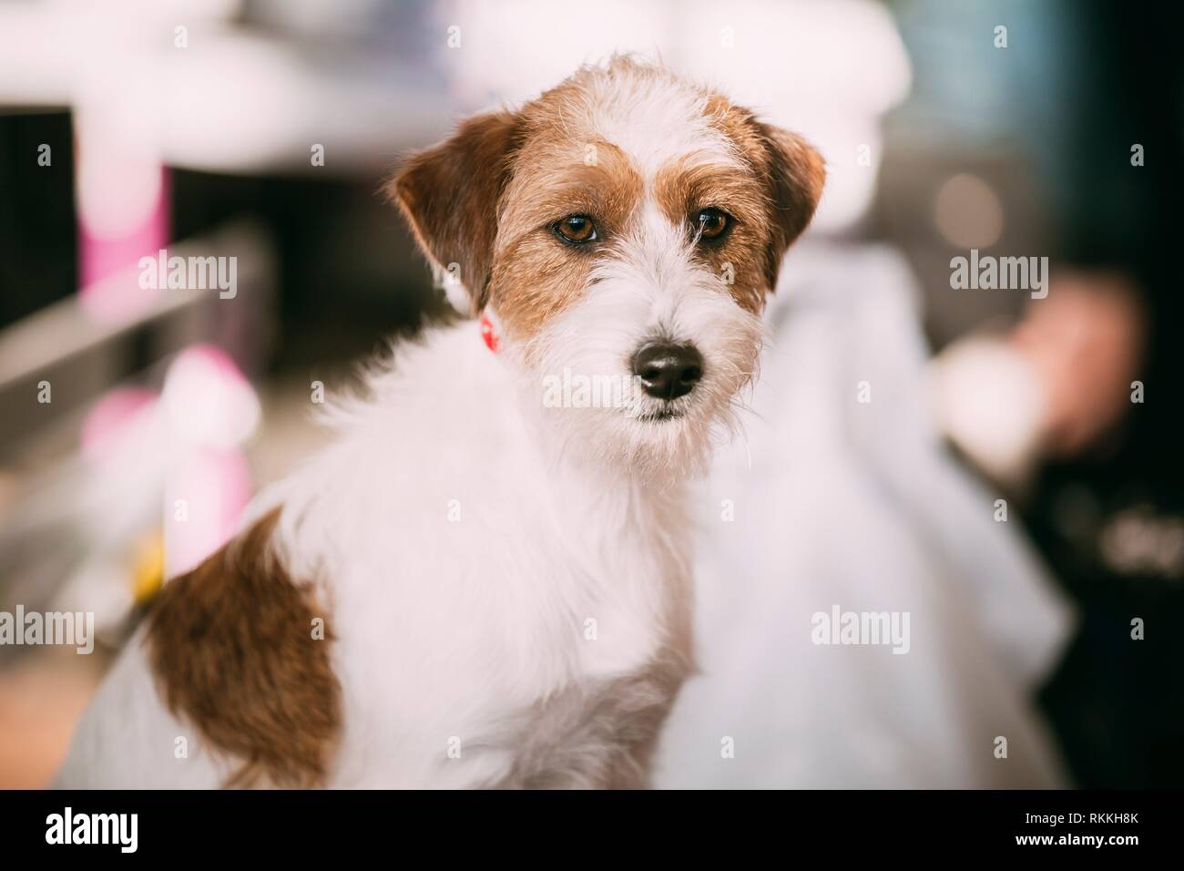 Rough jack russell terrier hires stock photography and images Alamy