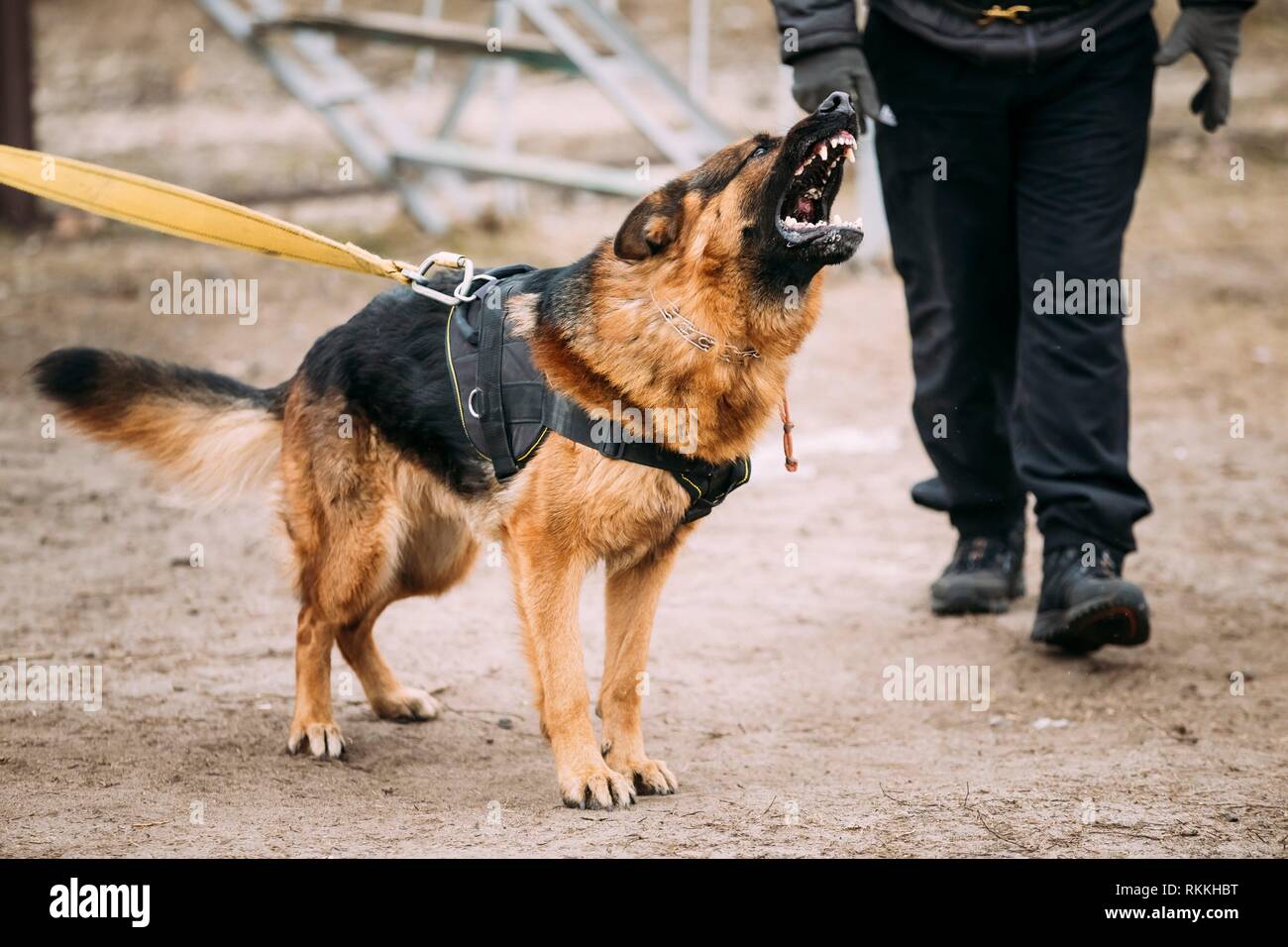 German shepard barking hires stock photography and images Alamy