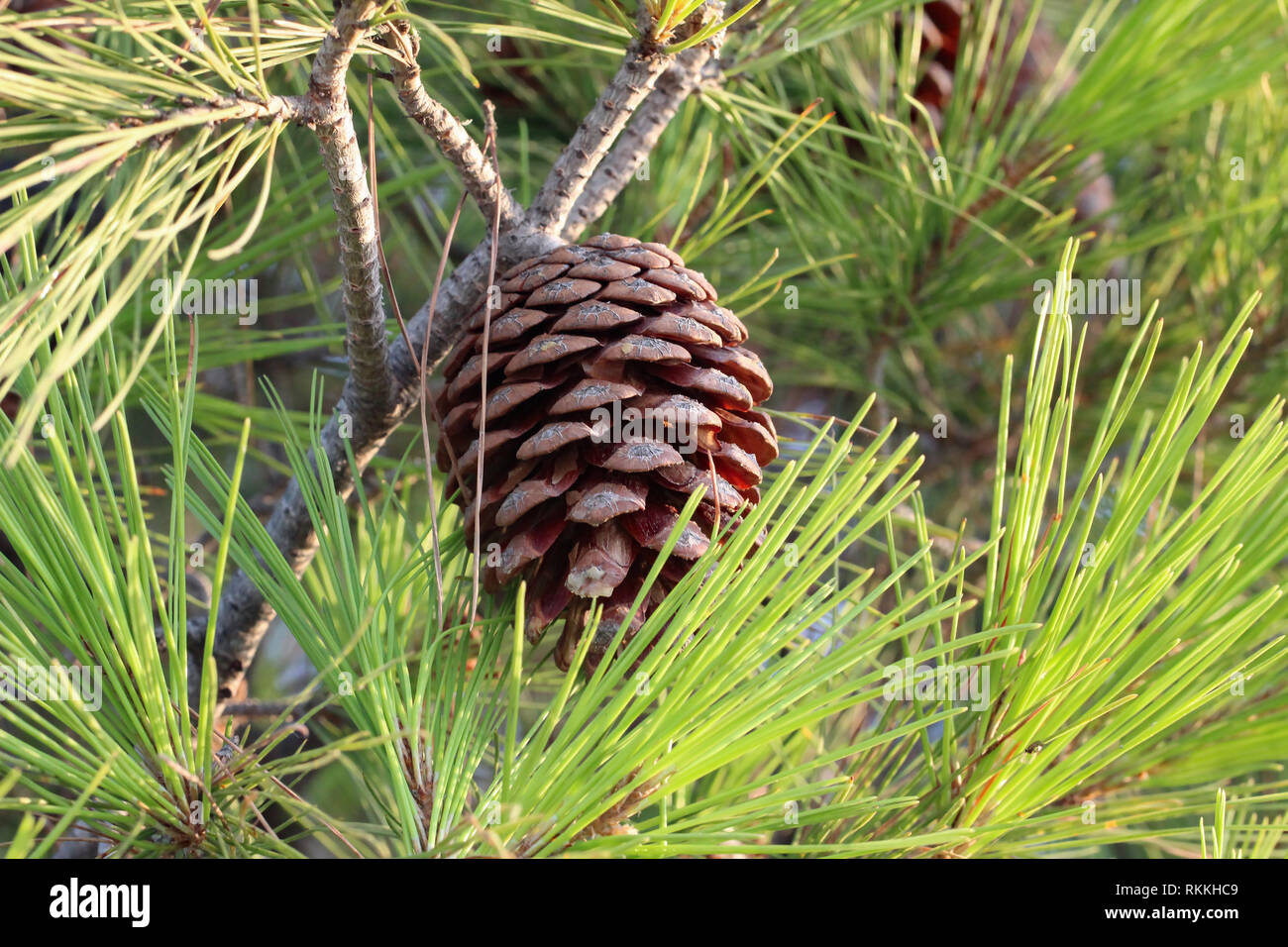 Pine Tree Branch With Stone Pine Cones Stock Photo