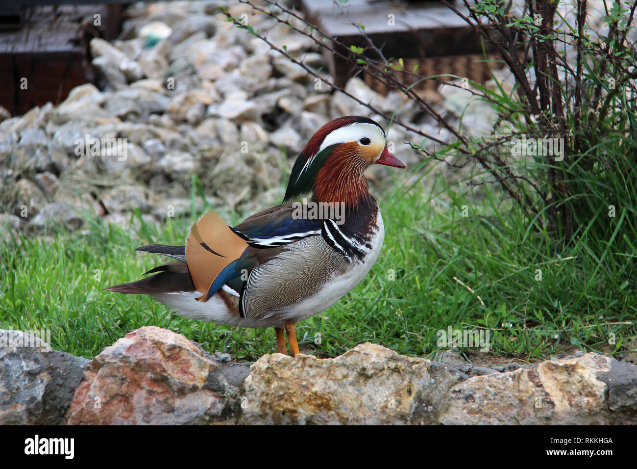 Mandarin duck - Beautiful duck Stock Photo - Alamy