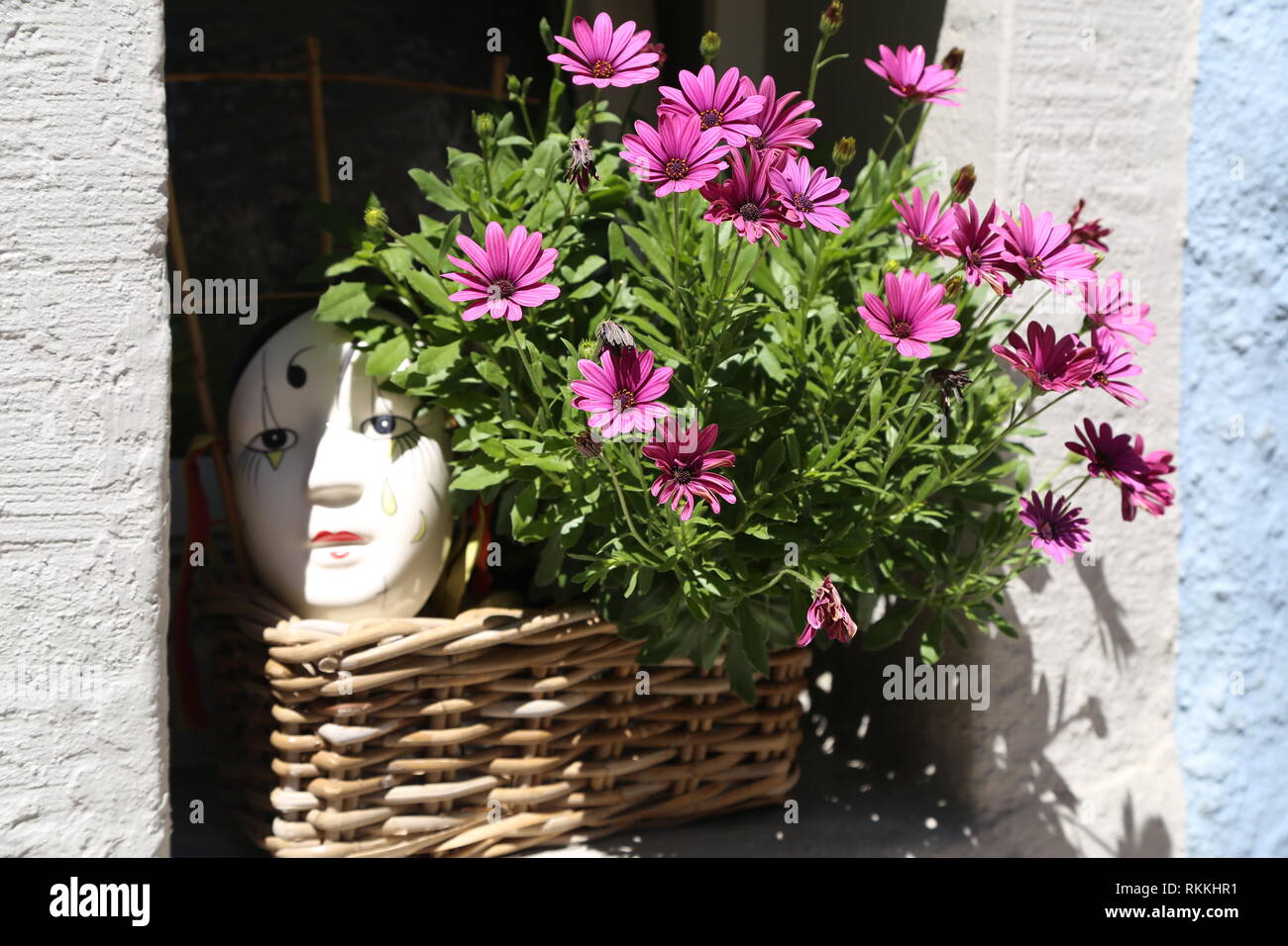 Beautiful flowers /Beautiful flowers on the windows Stock Photo Alamy