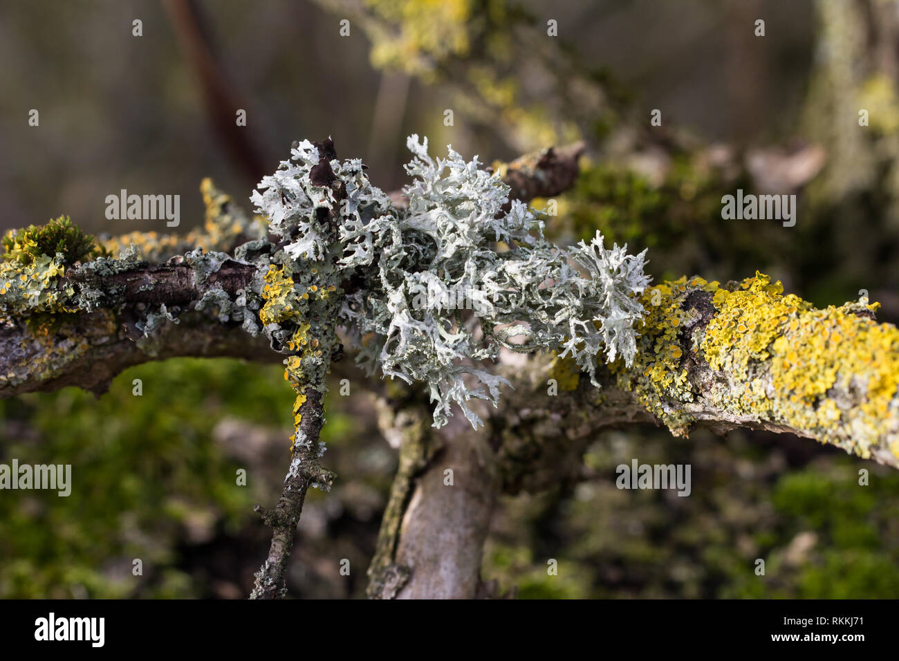 Lichen / Lichen growing on the tree. Stock Photo