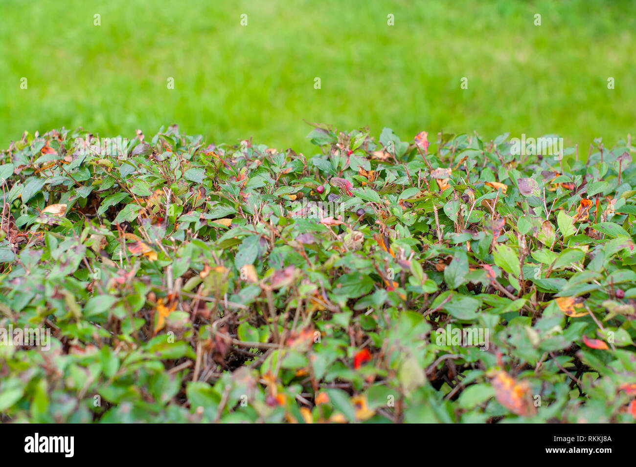 Natural shrub fence and fresh spring grass for display montages. Selective focus. Stock Photo