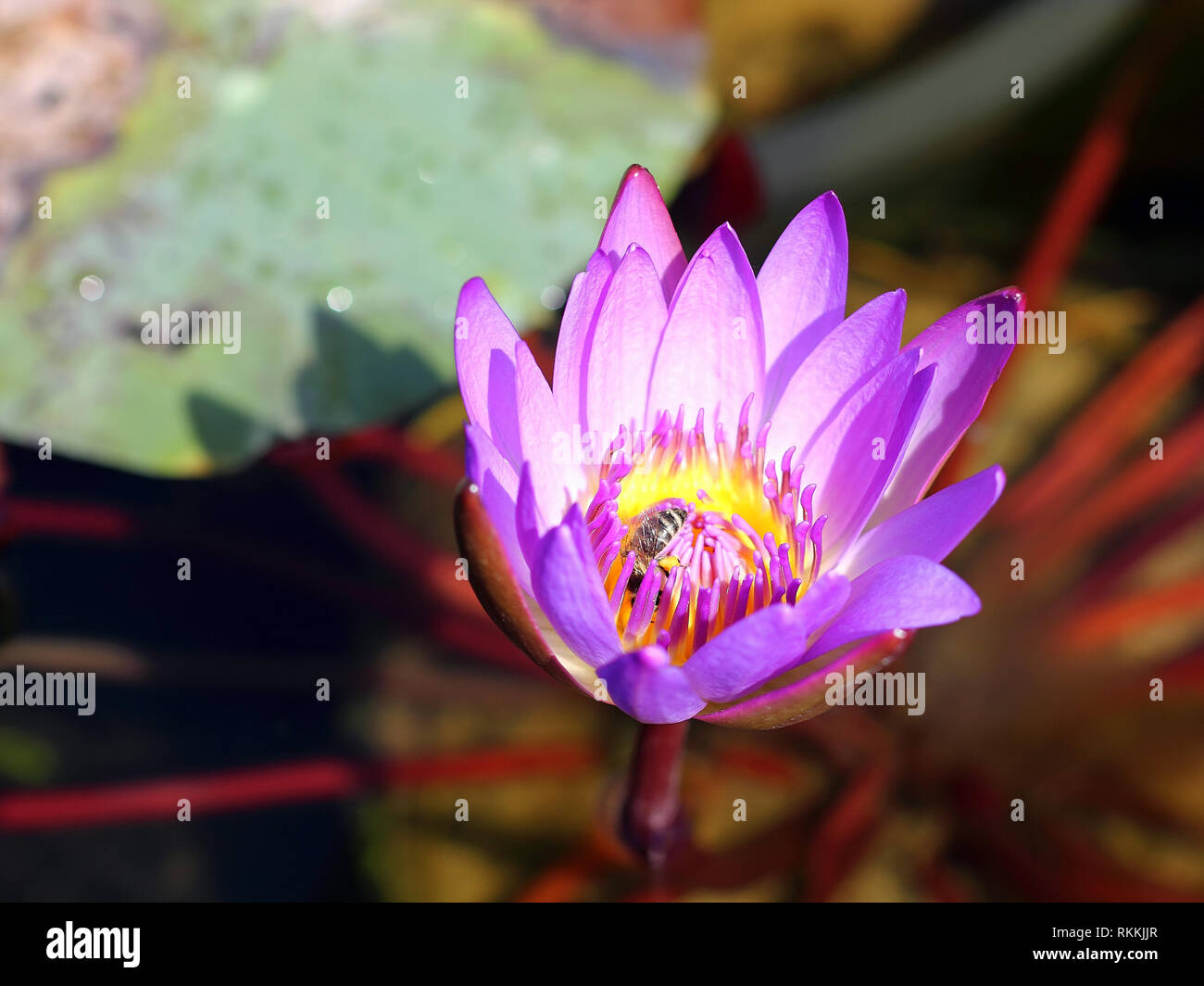 Blooming Water lily with bee Stock Photo - Alamy