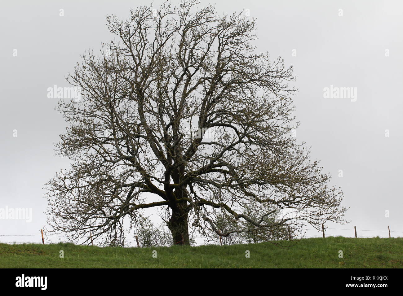 Less Foliage Tree Lonely tree without foliage on a light background Stock Photo - Alamy