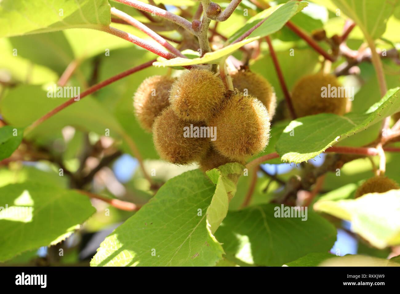 Kiwi Fruits ripen in the garden Stock Photo Alamy