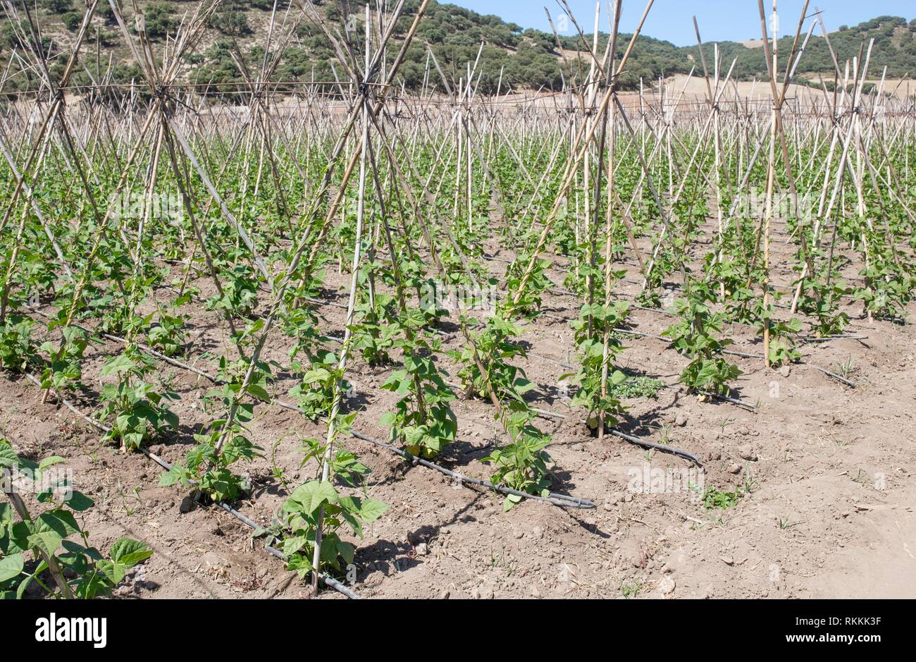 Rows of runner beans with supporting canes and protective ceiling netting, Granada, Spain. Stock Photo