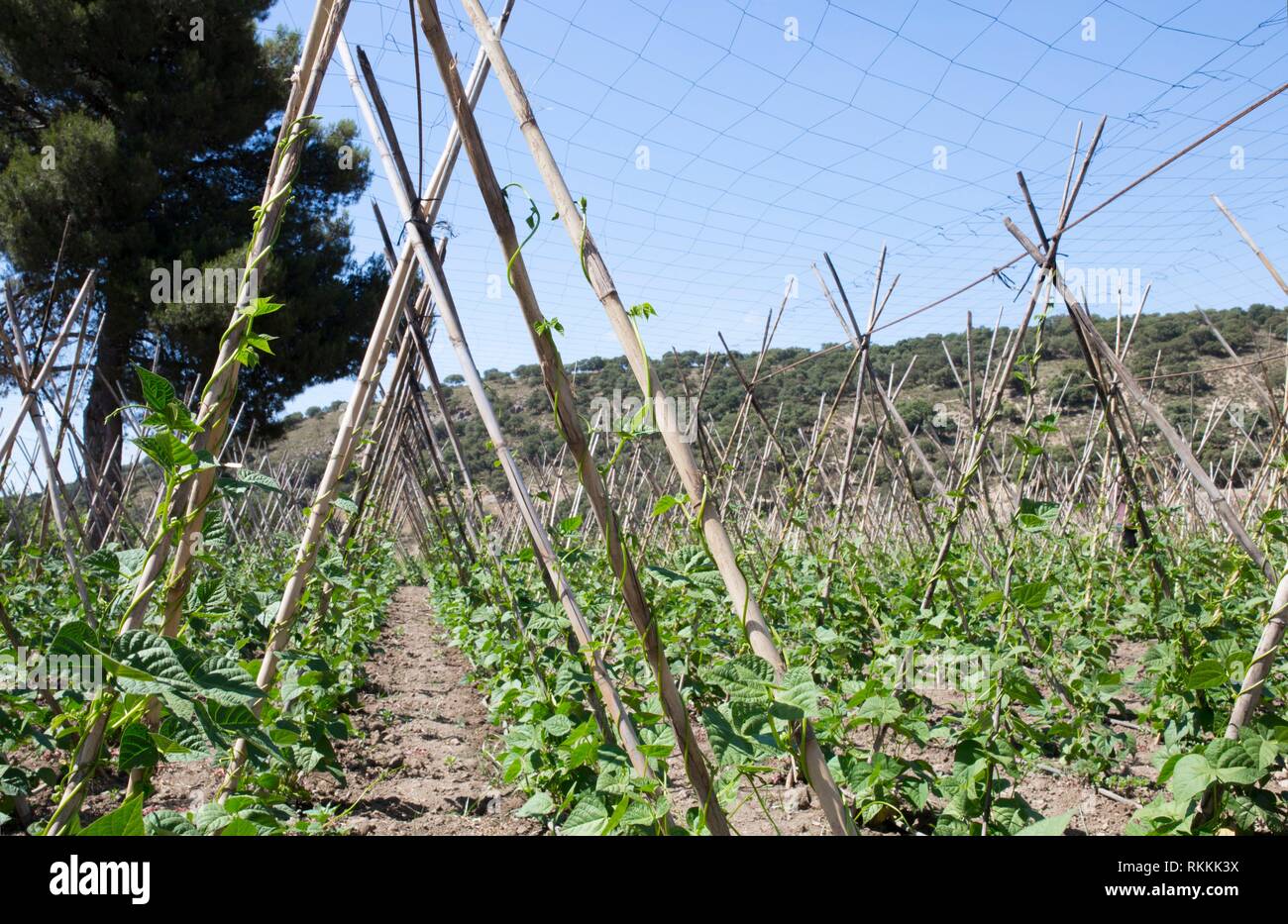 Rows of runner beans with supporting canes and protective ceiling netting, Granada, Spain. Stock Photo