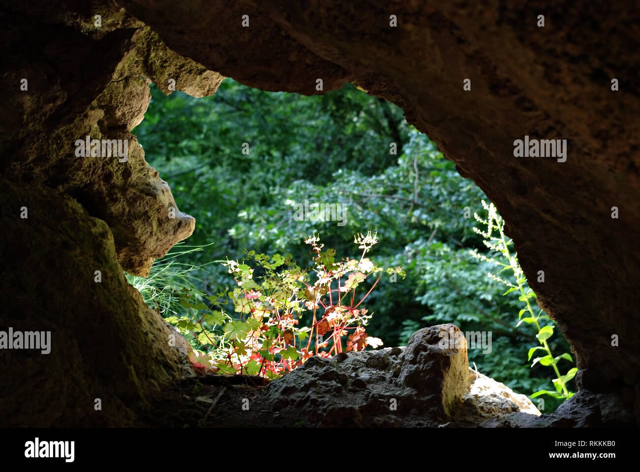 Mountain forest, trees and other plants through hole in cave walls