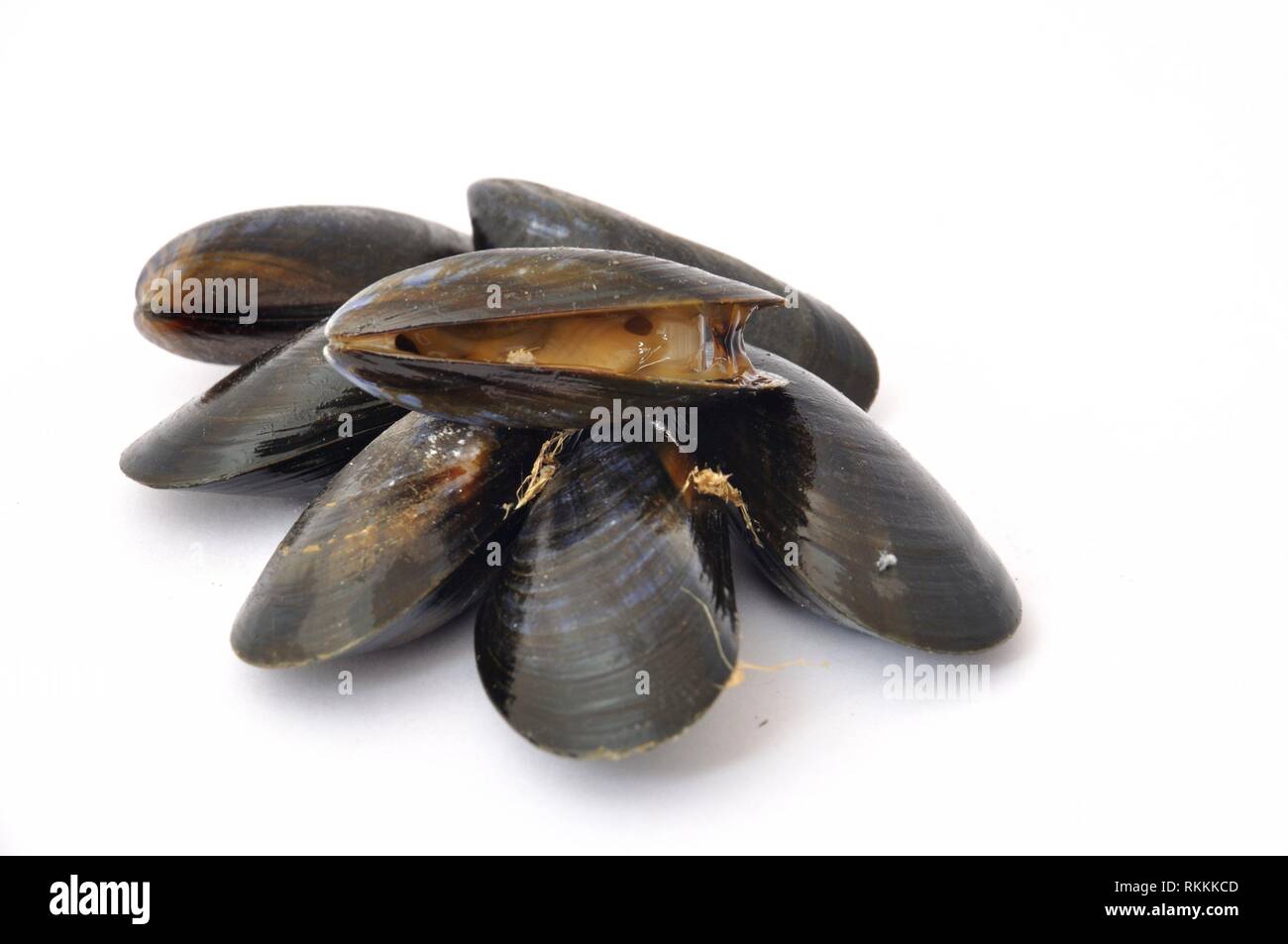 Mussel. Stock Photo