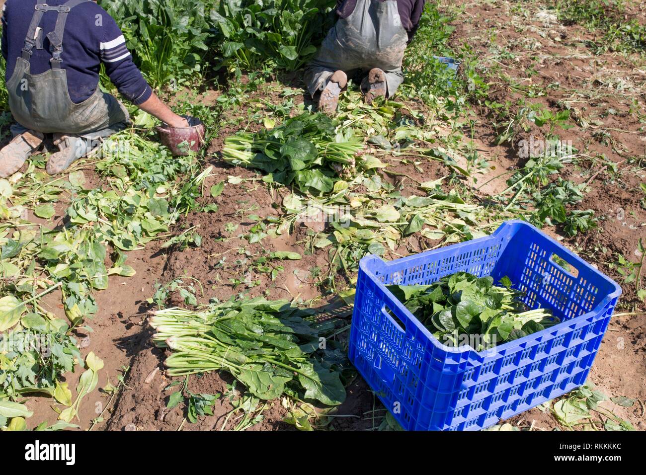 Workers collecting spinachs at local ecological farm. Sustainable agriculture. Stock Photo