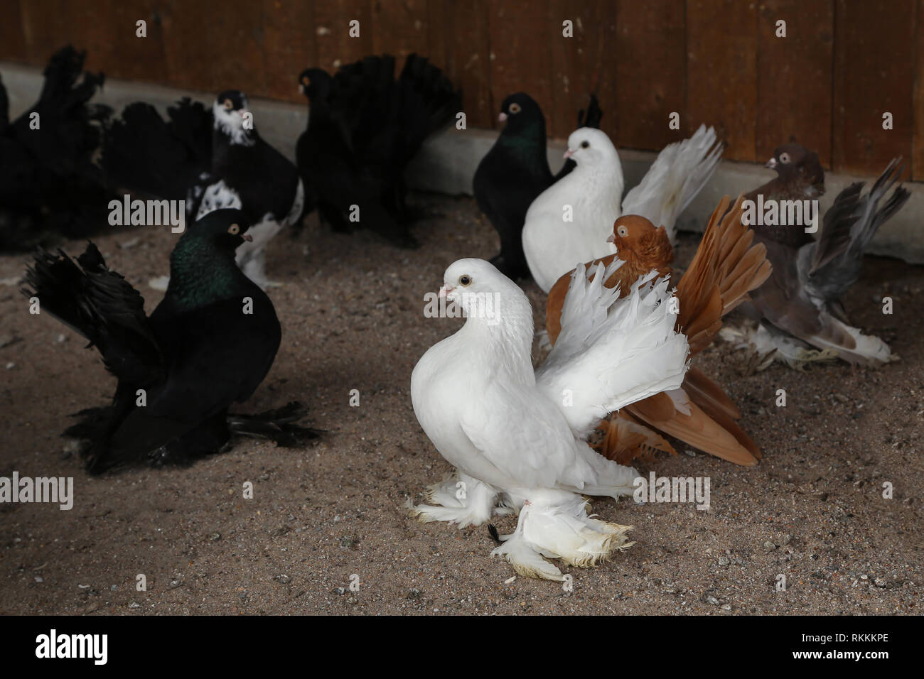 Pigeon | Bird of Prey, Flight \u0026 Migration Patterns | Britannica, image size:1300x956