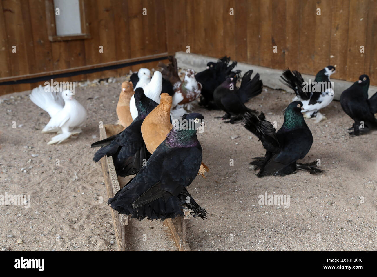 Почему голуби головой веляют. Голубь кивает головой. Голубя трясет. Голубиная походка. Голубя трясет.