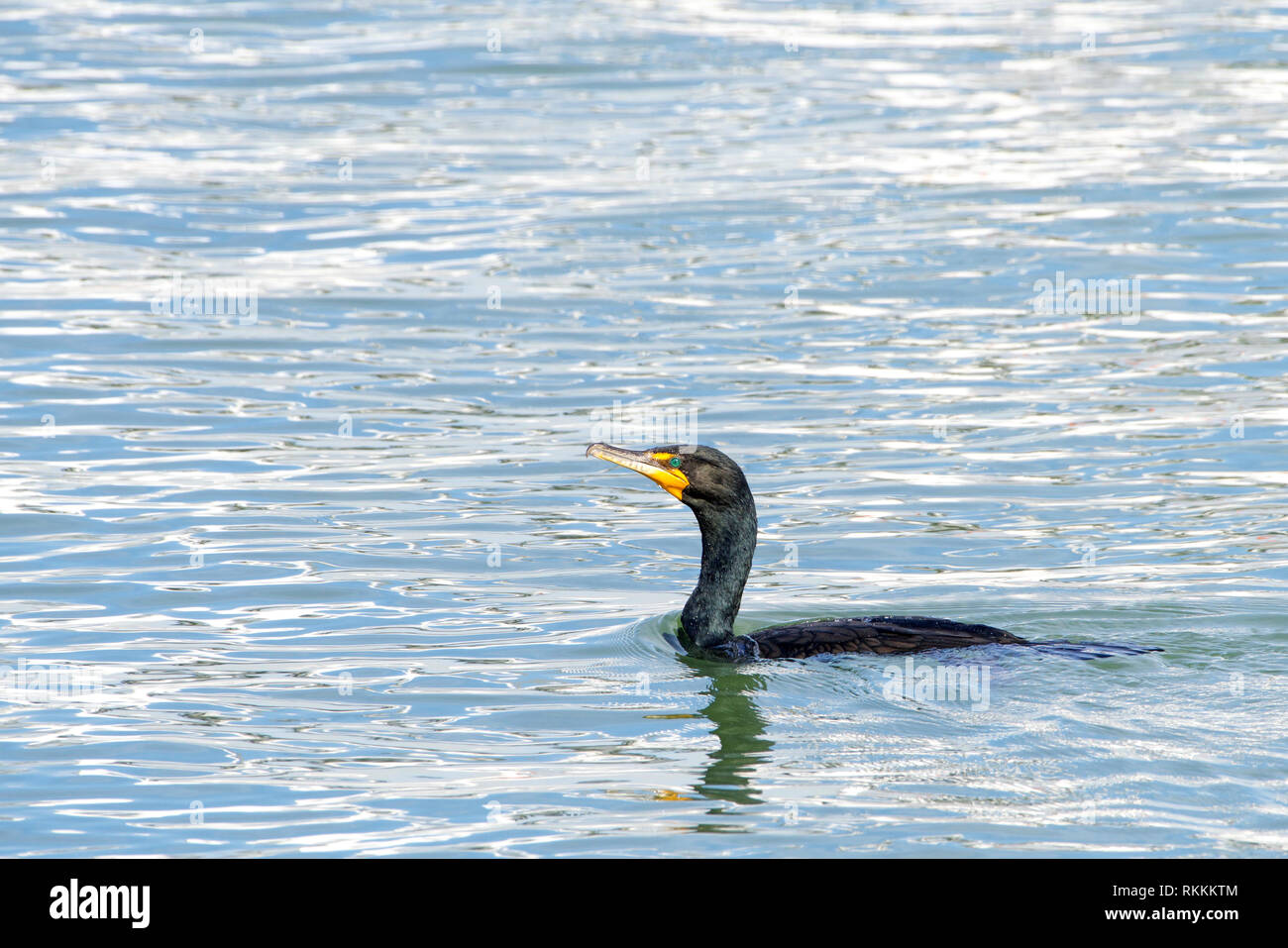 double crested cormorant swimming in a lake Stock Photo Alamy