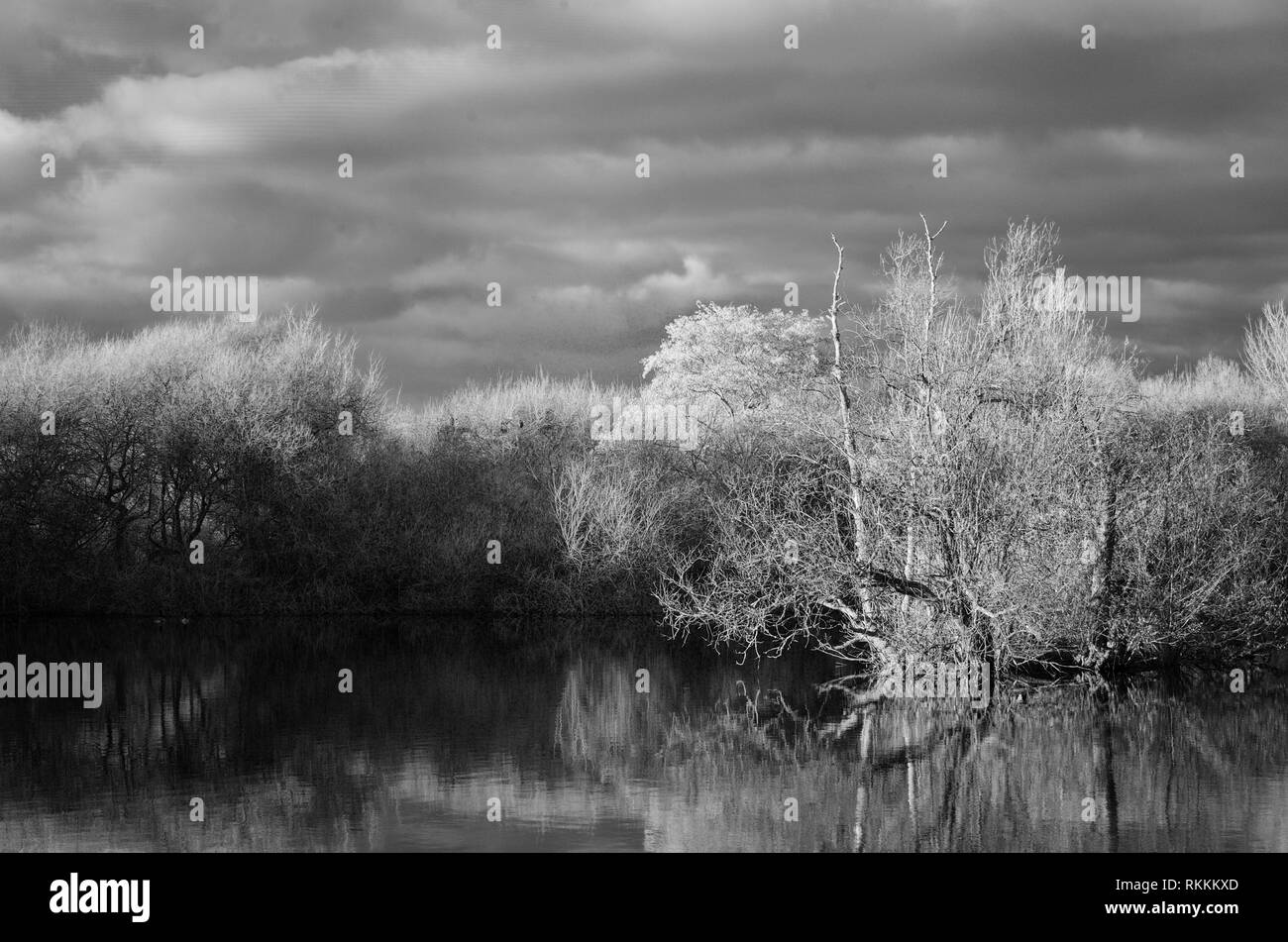 black and white landscape; trees and lake, converted from infrared