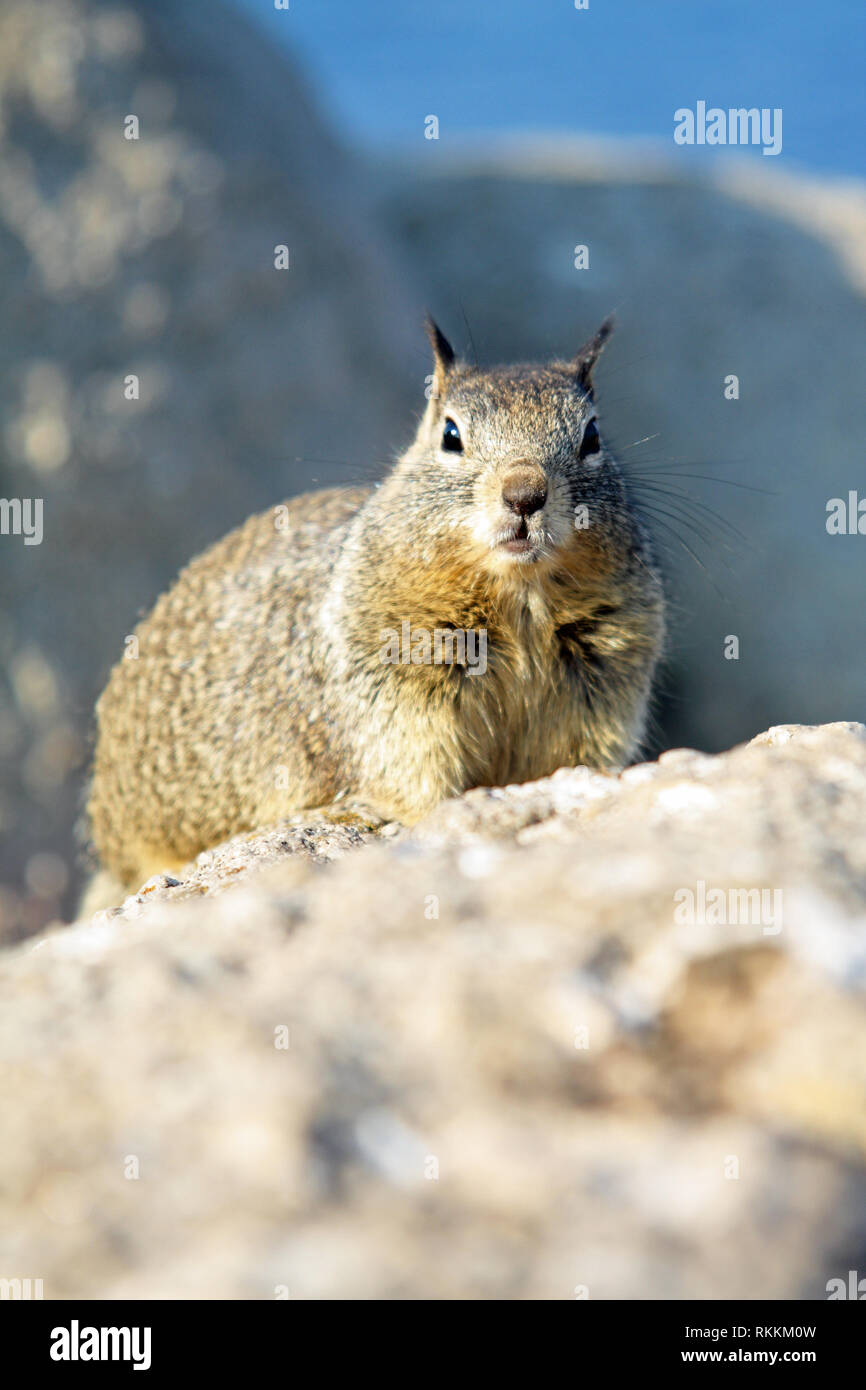 Western grey squirrel (sciurus griseus), on the rocks at Lovers Point Park, Pacific Grove, Monterey, California, USA Stock Photo