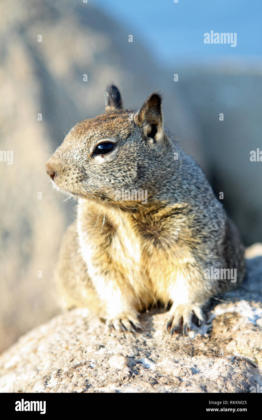 Western grey squirrel (sciurus griseus), on the rocks at Lovers Point Park, Pacific Grove, Monterey, California, USA Stock Photo