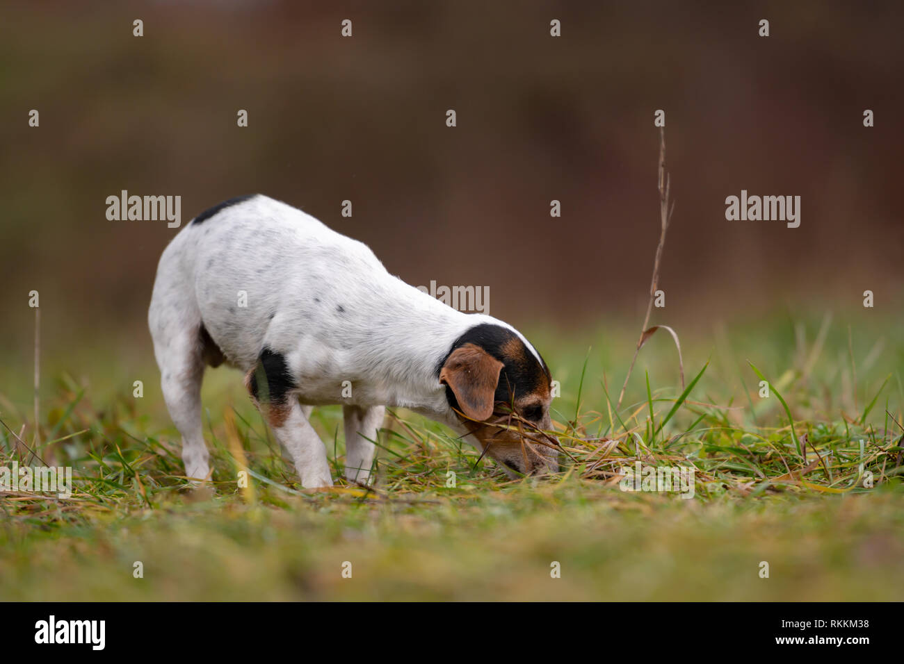 Purebred Tricolor Jack Russell Terrier Cute Little Dog
