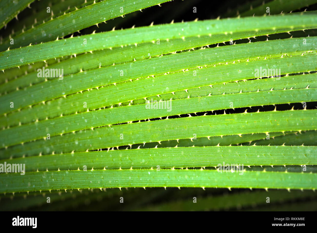aloe plant, background image Stock Photo - Alamy