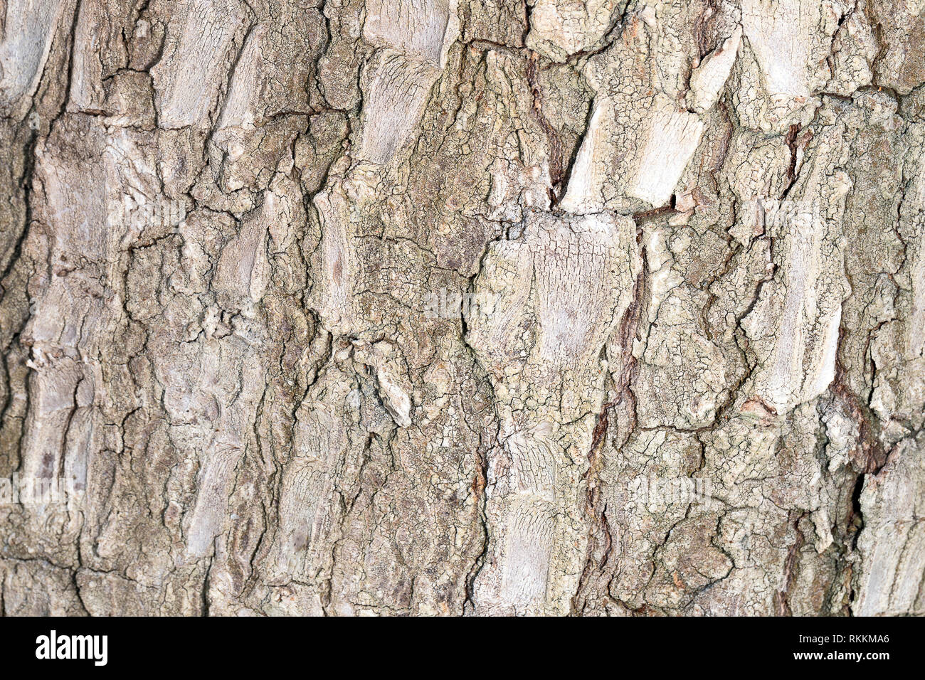 Tree bark texture, background image Stock Photo