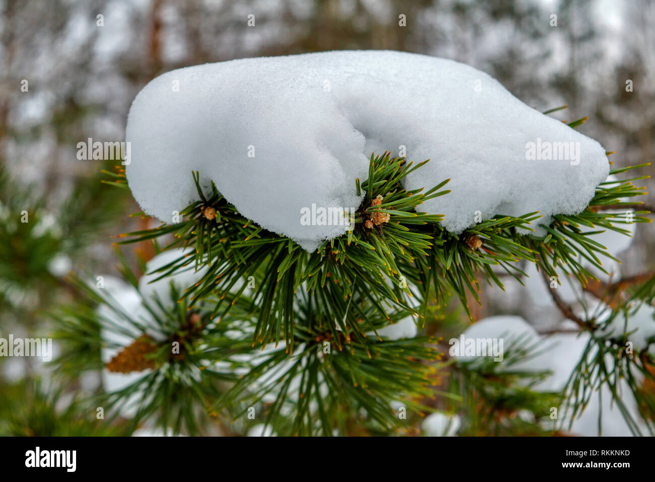 Close-up Photo of Fir-tree Branch Covered with Snow Stock Photo - Alamy