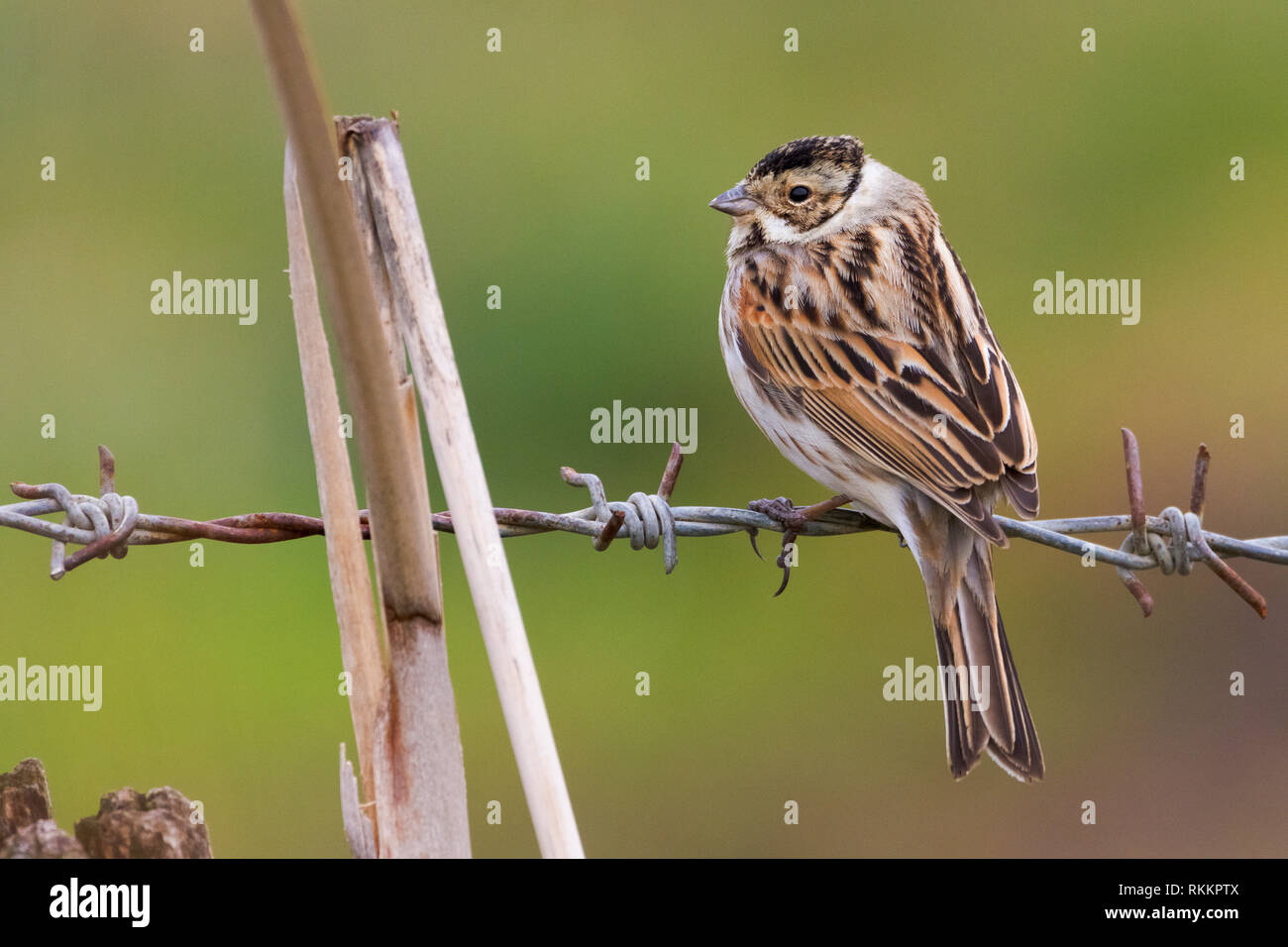 Reed Bunting (Emberiza schoeniclus), adult male in winter plumage seen from back Stock Photo