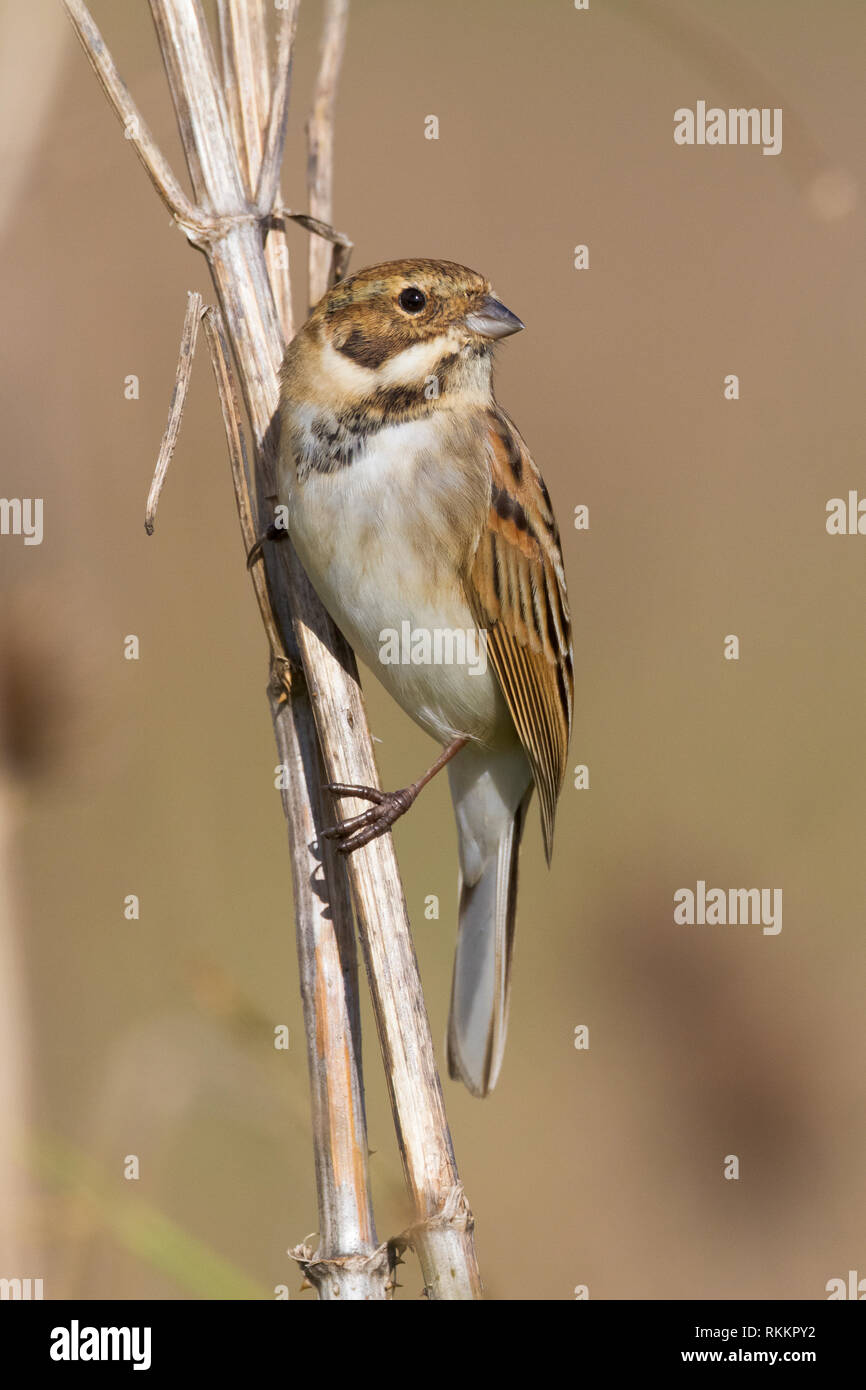 Reed Bunting (Emberiza schoeniclus), adult male perched on a stem Stock Photo