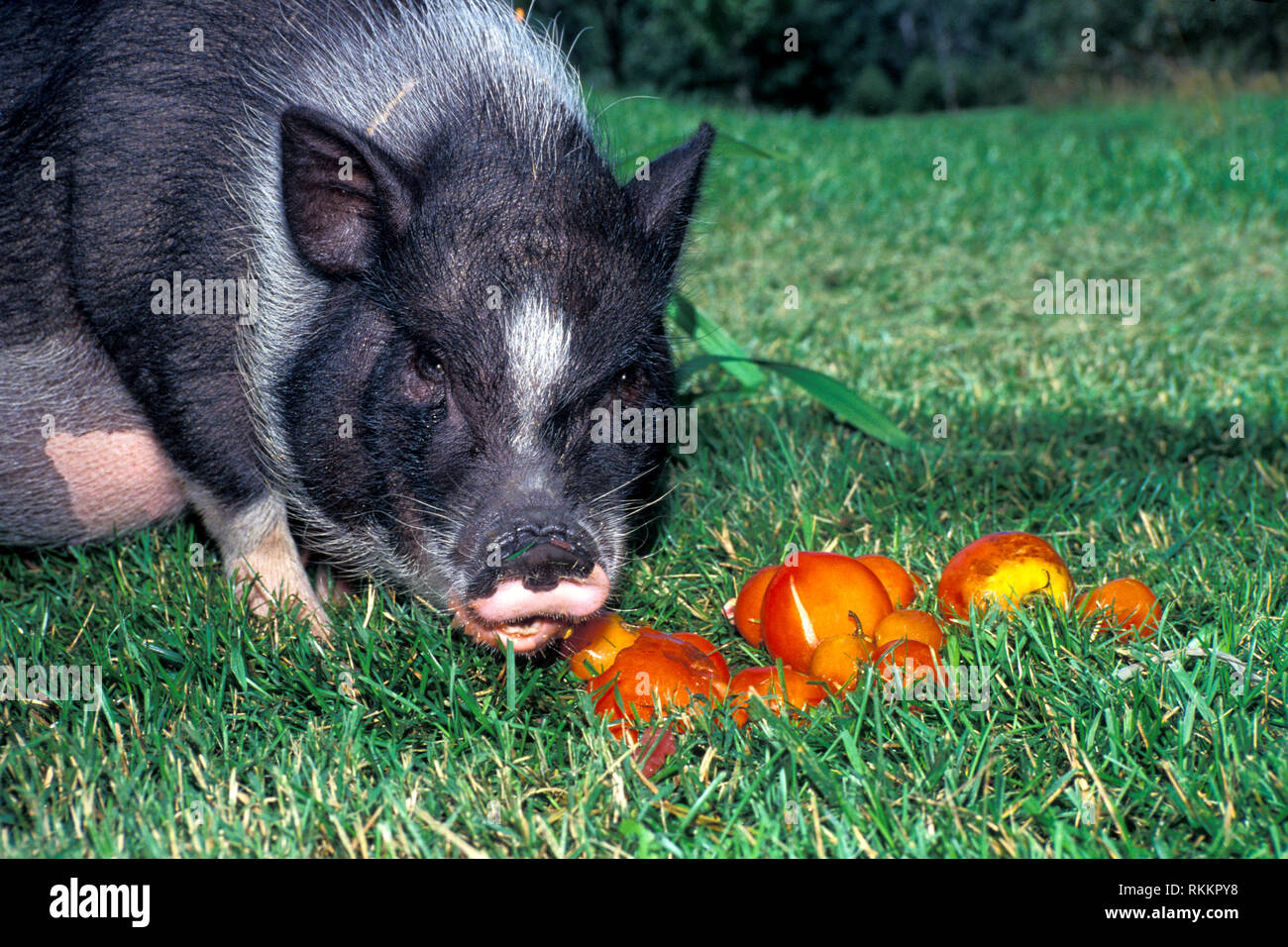 Pig belly open hires stock photography and images Alamy