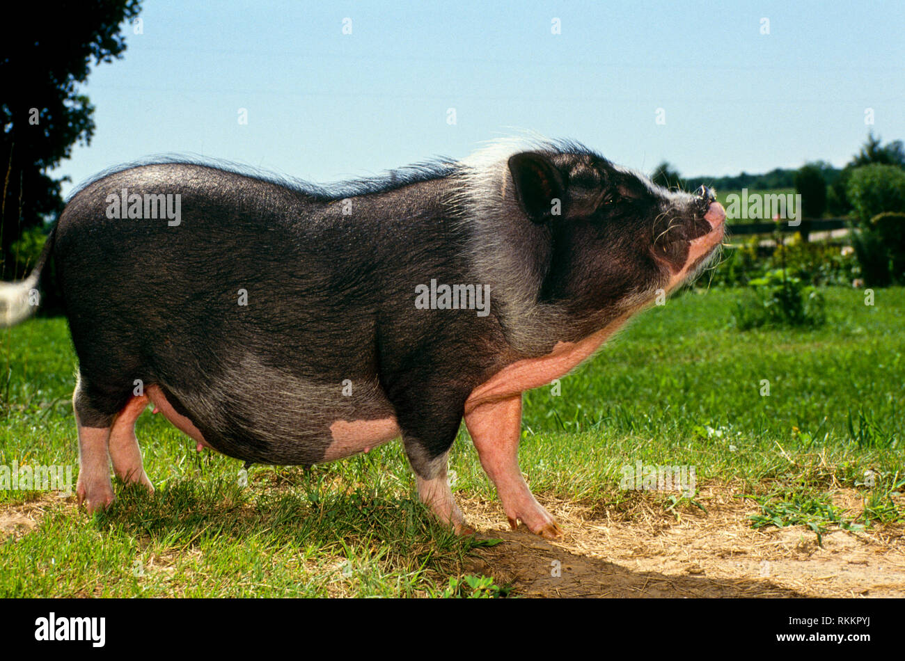 SHow Pig in display, Missouri USA Stock Photo Alamy