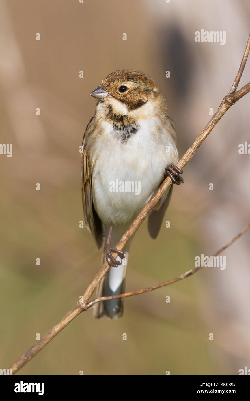 Reed Bunting (Emberiza schoeniclus), adult male perched on a stem Stock Photo