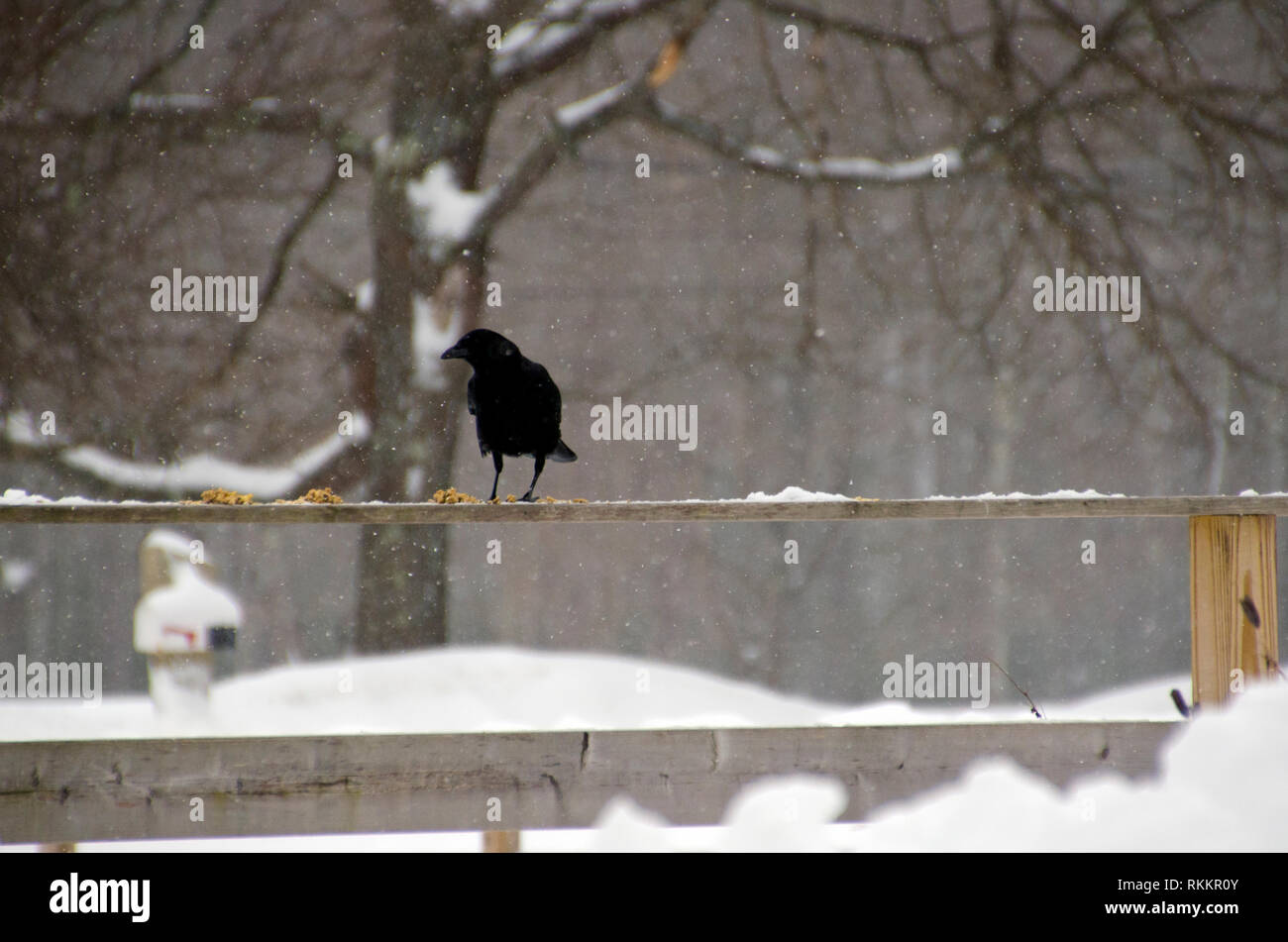American crow standing on fence in falling snow eating food out left for it, Maine, USA Stock Photo