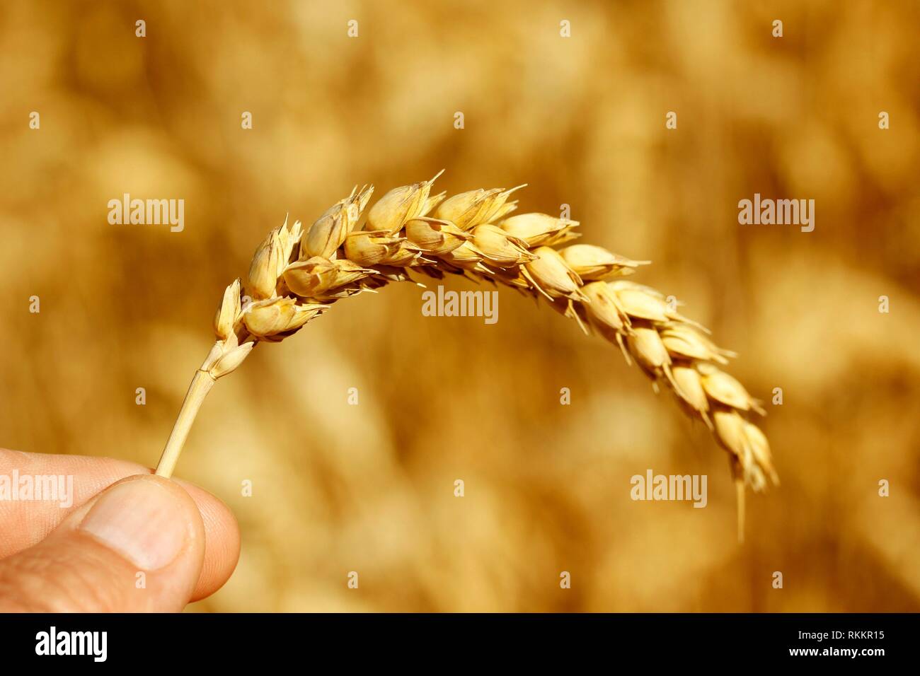 Holding a wheat ear. Stock Photo