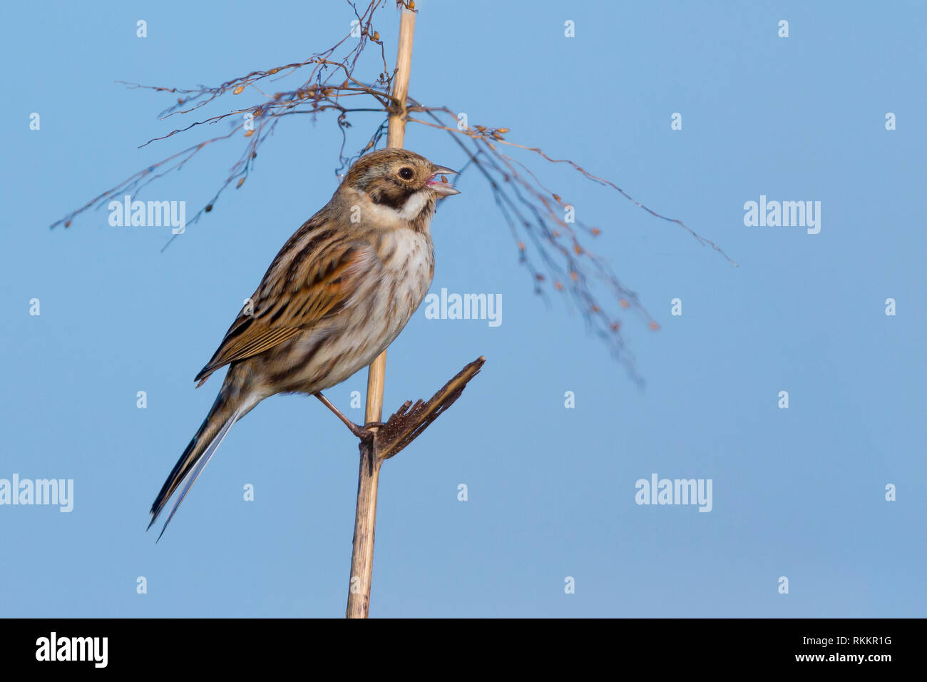 Reed Bunting (Emberiza schoeniclus), adult male in winter plumage feeding on seeds Stock Photo