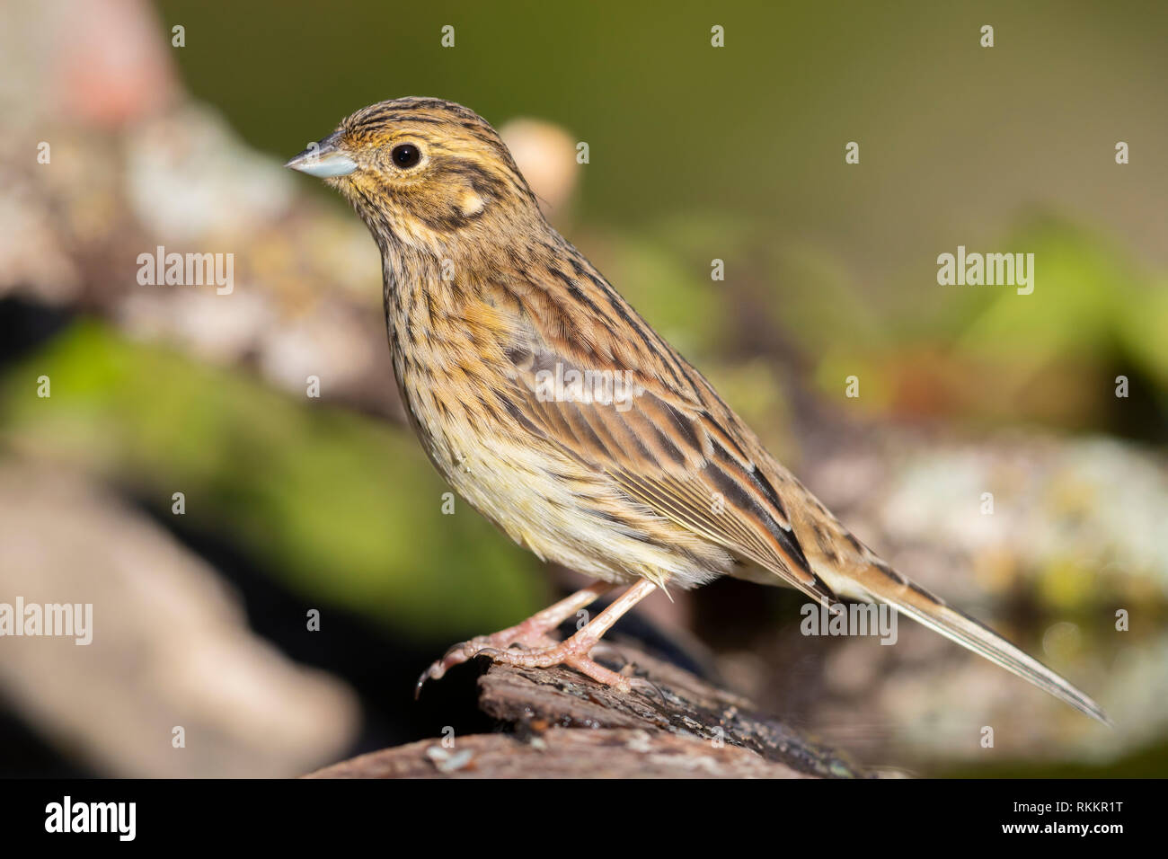 Cirl Bunting (Emberiza cirlus), side view of an adult female perched on a piece of bark Stock Photo