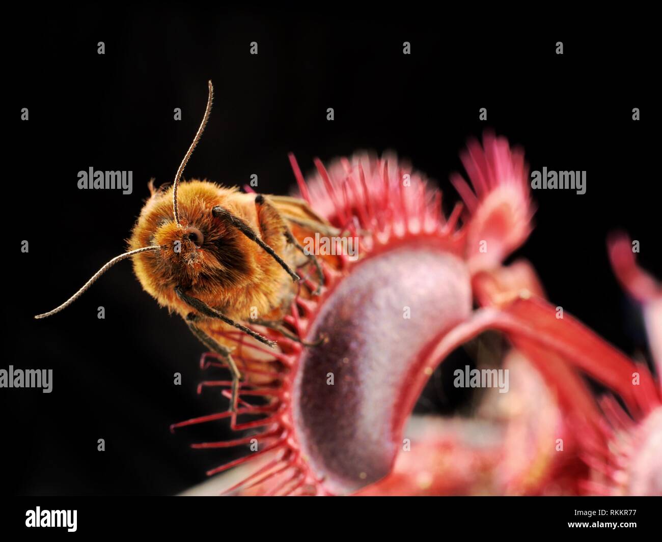 A moth is caught in a bright red carnivorous Venus Fly Trap plant, set against a black background. Stock Photo