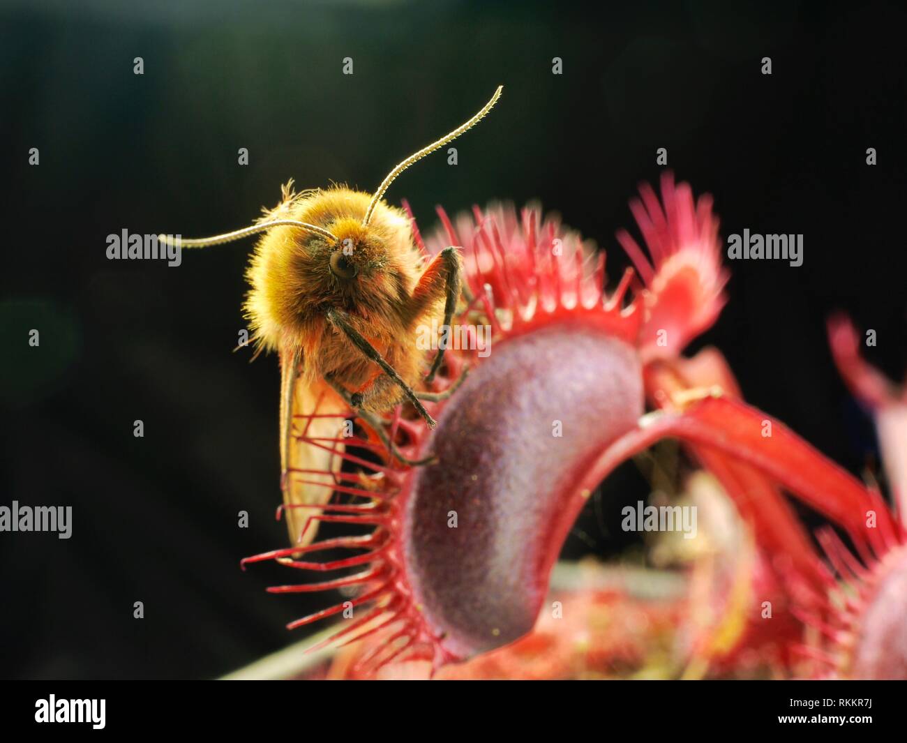 A moth is caught in a bright red carnivorous Venus Fly Trap plant, set against a black background. Stock Photo