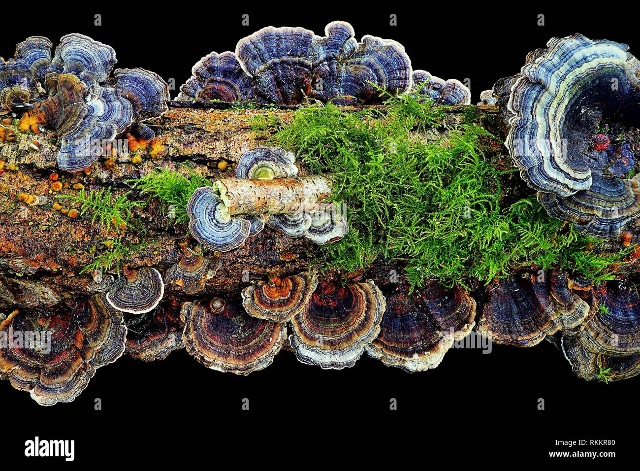 A stunning image of the Turkey Tail Mushroom / fungus, Trametes versicolor growing on a mossy log, set against a black background. Stock Photo