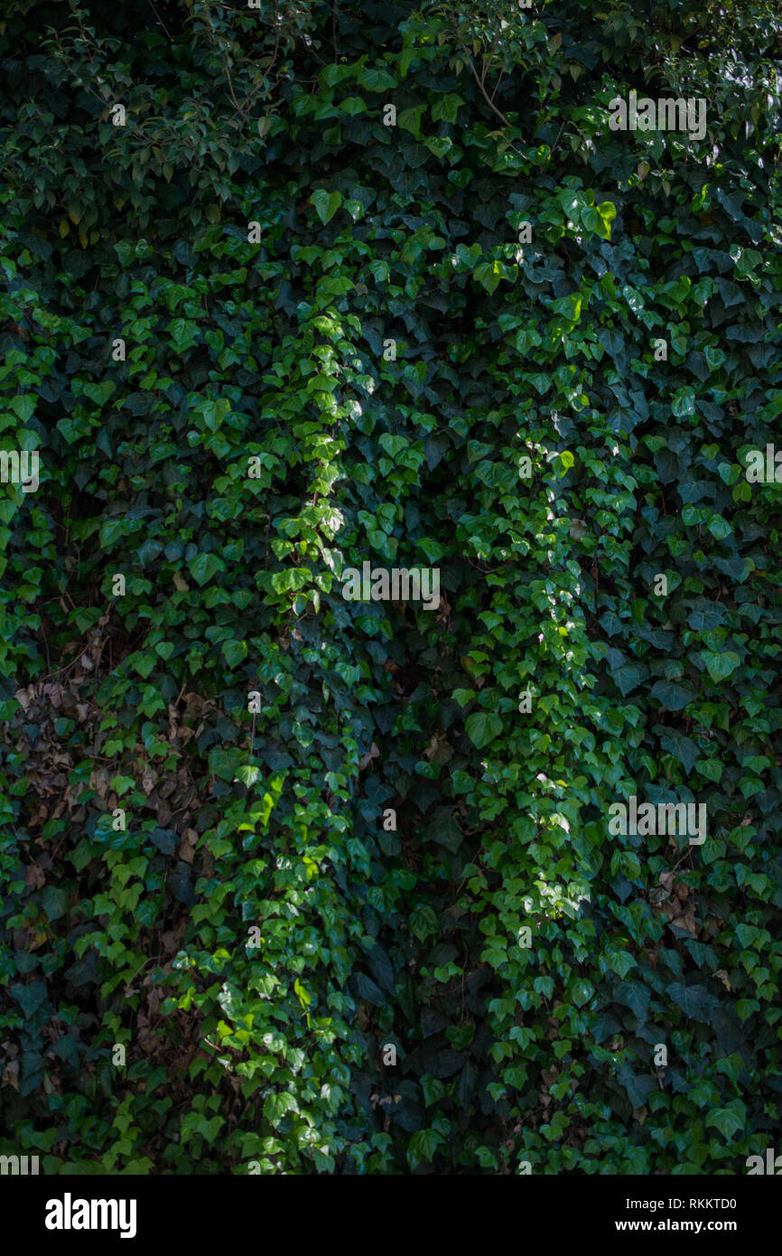 Green leaves of the spring season Stock Photo Alamy