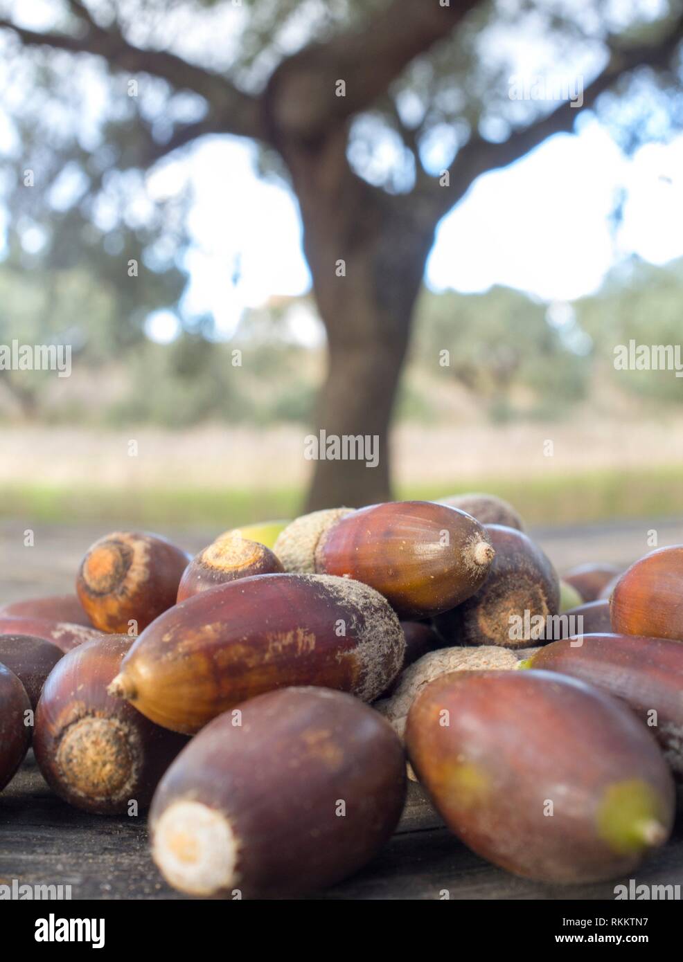 Heap of fallen acorns from holm oak trees at sunset, Extremadura, Spain. Selective focus. Stock Photo
