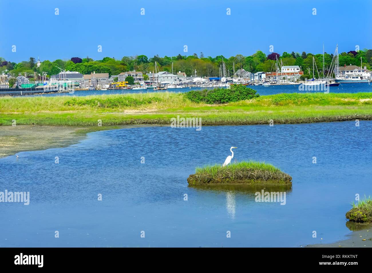 Great White Egret Marsh Padanaram Village Harbor Bridge Buzzards Bay