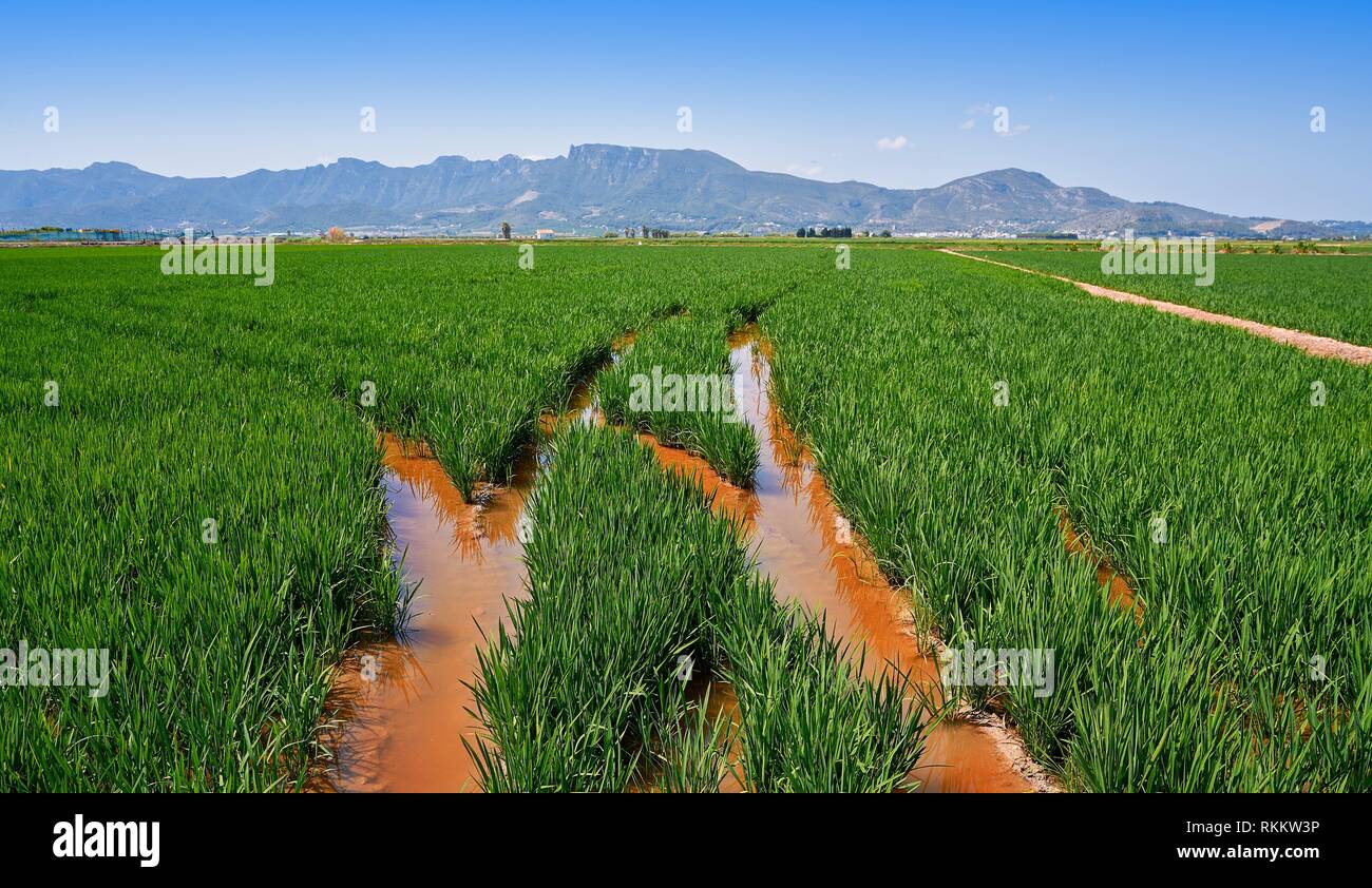 Rice Fields Valencia Spain High Resolution Stock Photography and Images