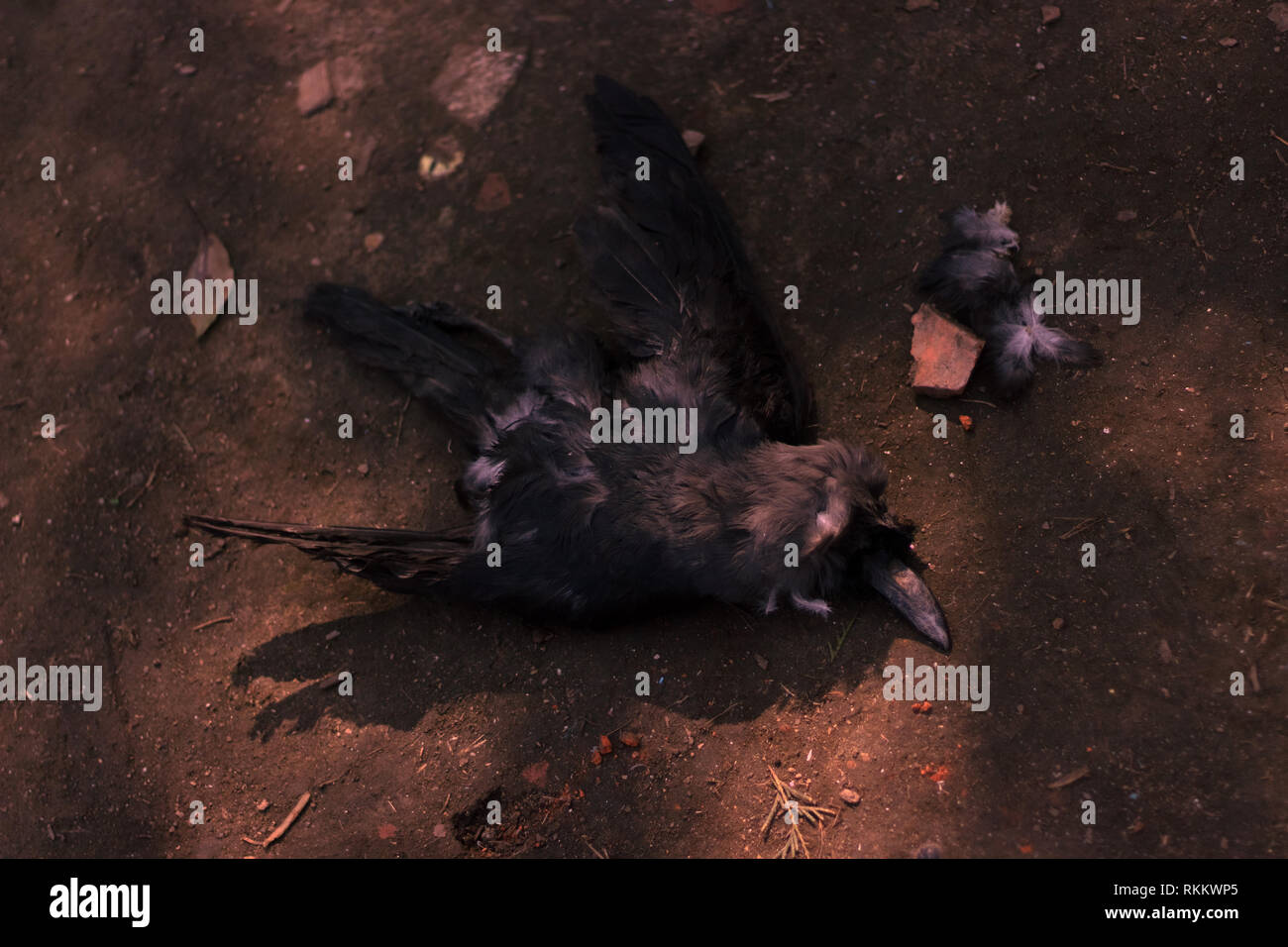 A dead crow lying in the ground Stock Photo