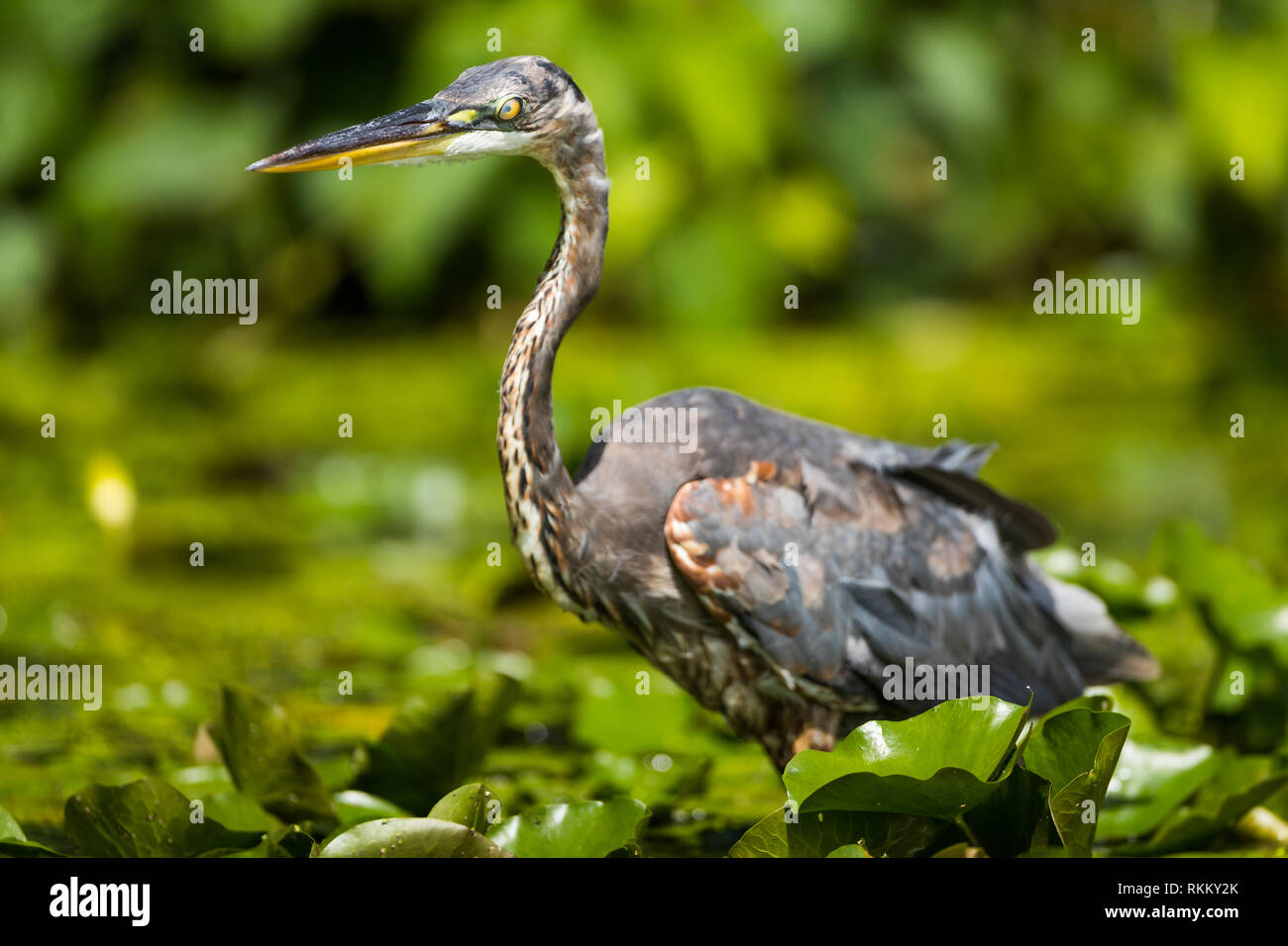 Great Blue Heron wading in the shallows amongst lily pads hunting for ...