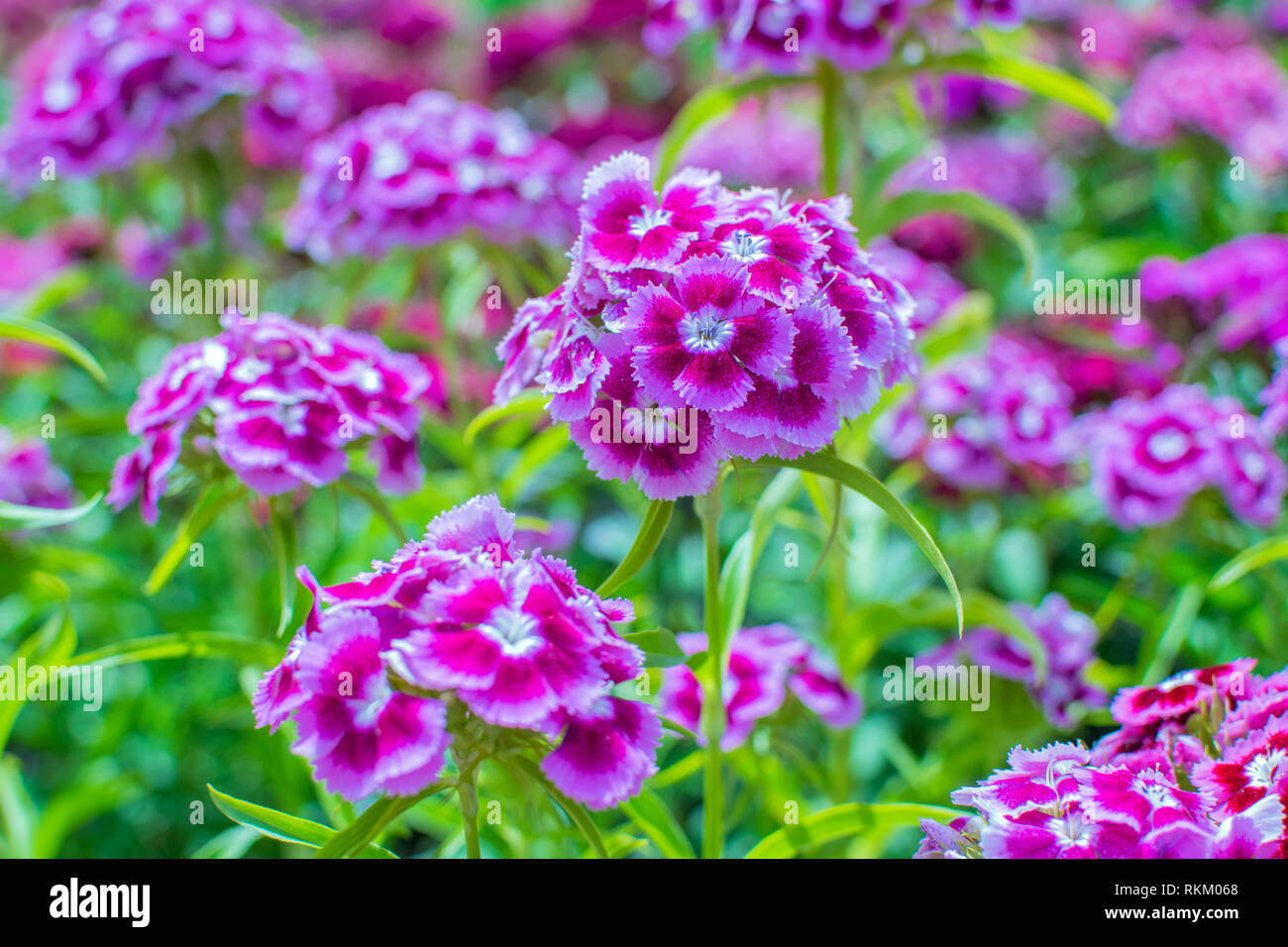 Sweet Williams Garden Flowers Stock Photo Alamy