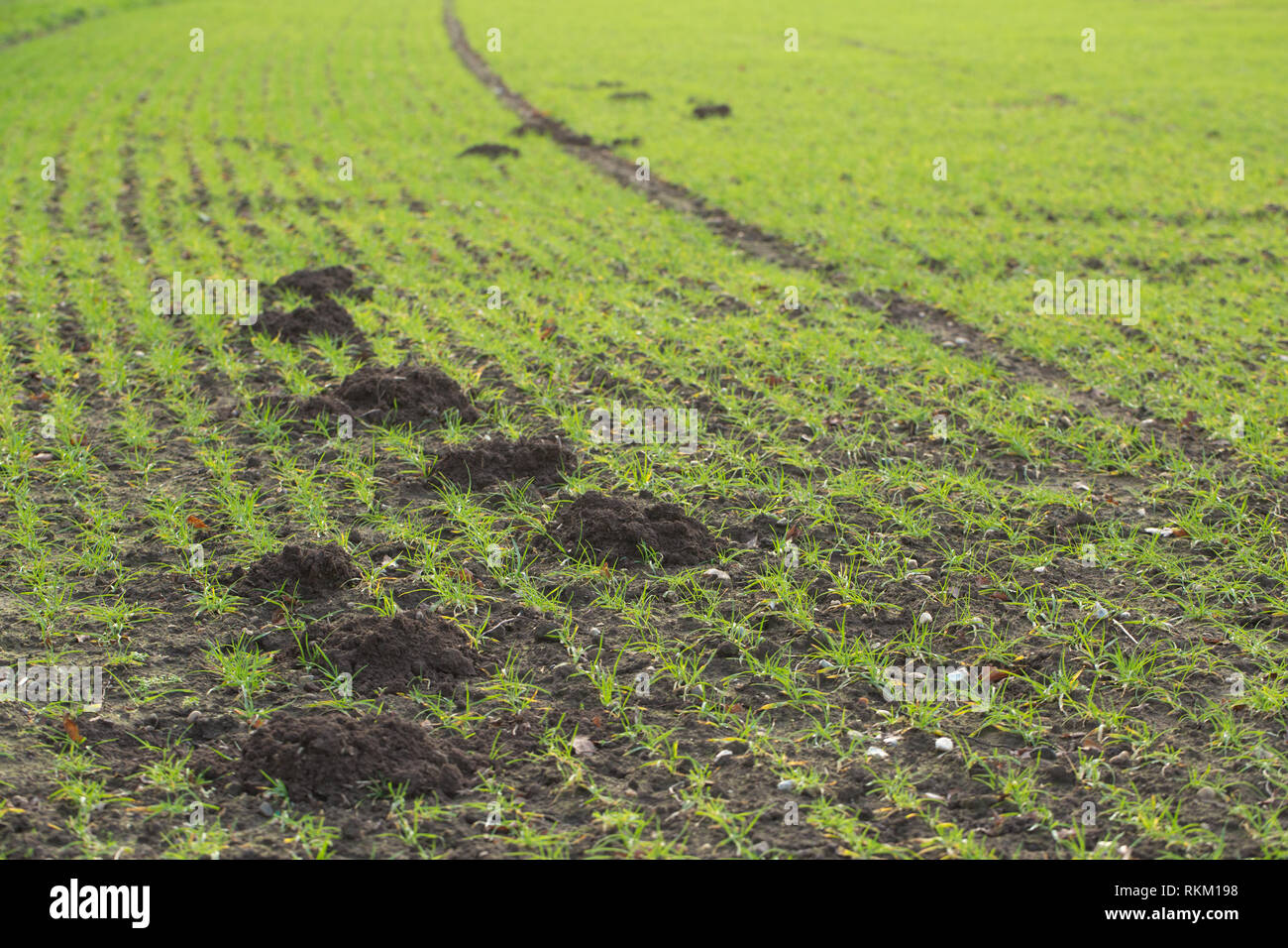 Molehills. (Talpa europaea). Spoil soil on a cereal, arable field surface, creating a succession of mounds, each joined by a mole dug  underground tunnel. Stock Photo