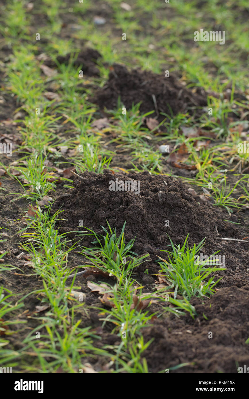 Molehills. (Talpa europaea). Spoil soil on a cereal, arable field surface, creating a succession of mounds, each joined by a mole dug underground tunnel. Interrupting sprouting wheat seedlings. Stock Photo