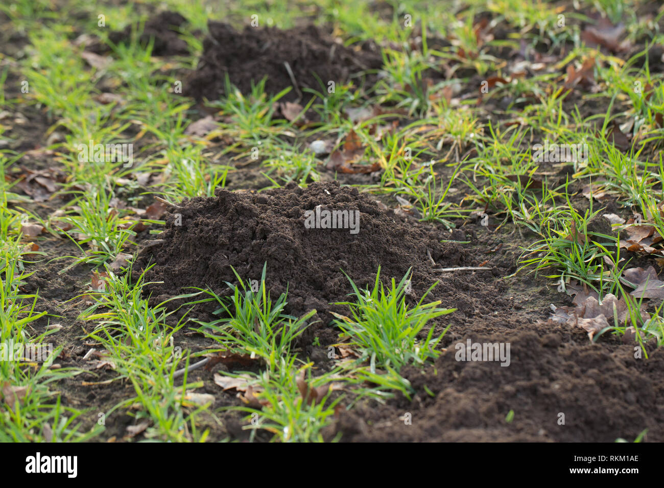 Molehills. (Talpa europaea). Spoil soil on a cereal, arable field surface, creating a succession of mounds, each joined by a mole dug underground tunnel. Interrupting sprouting wheat seedlings. Stock Photo