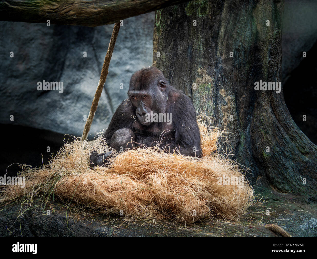 Gorilla with child Stock Photo